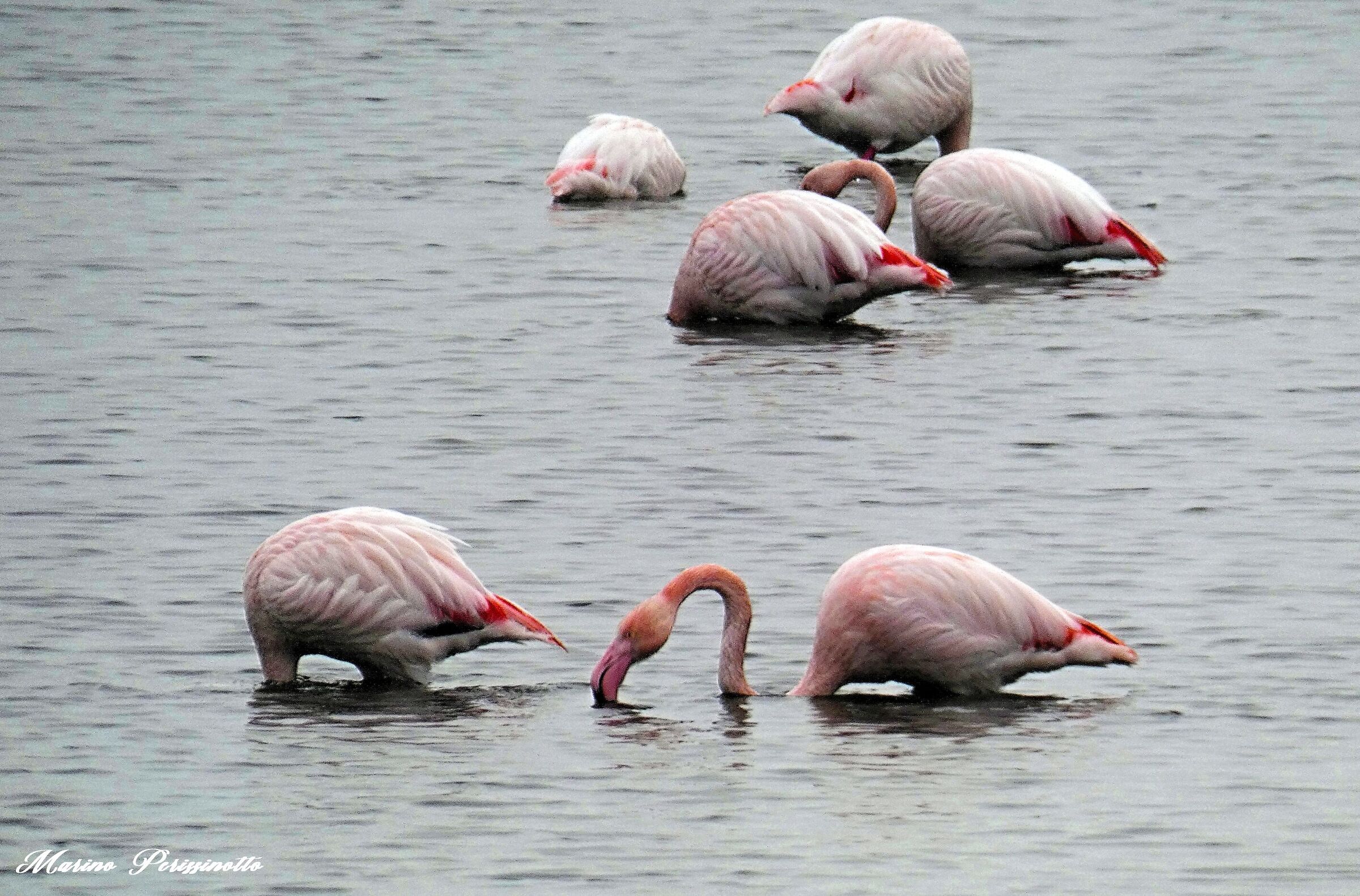 Fenicotteri, Valle Dogà, Laguna di Venezia
