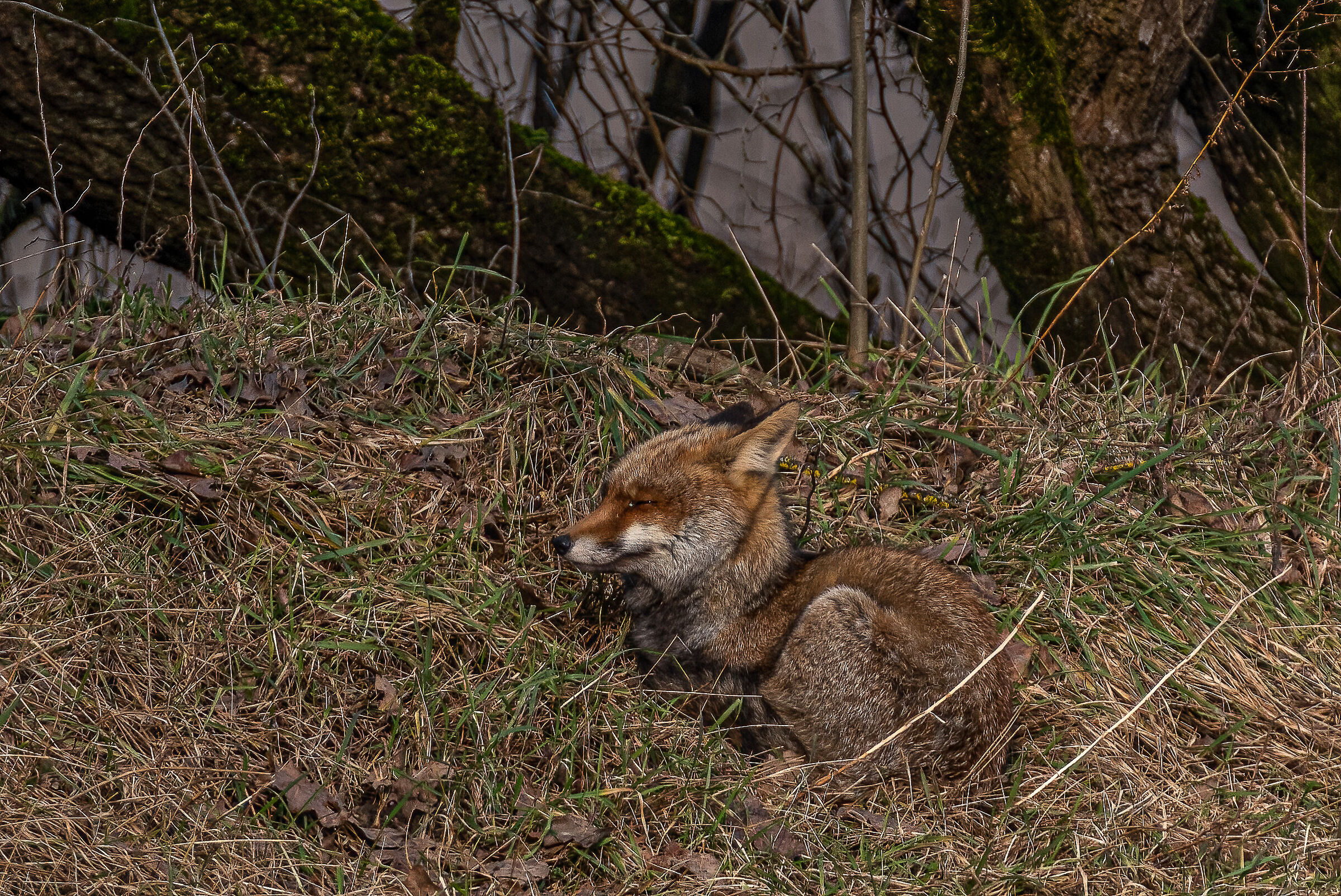 è tempo di schiacciare un pisolino