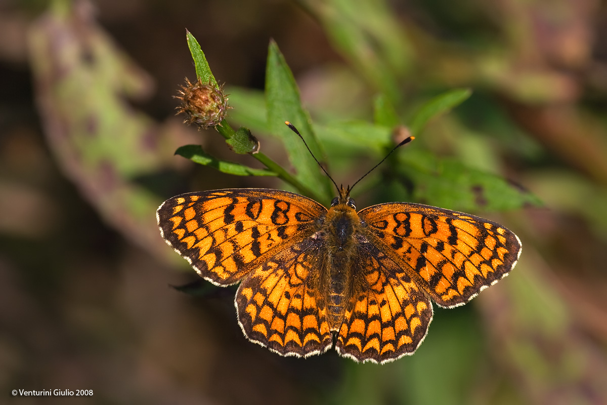 melitaea aetherie