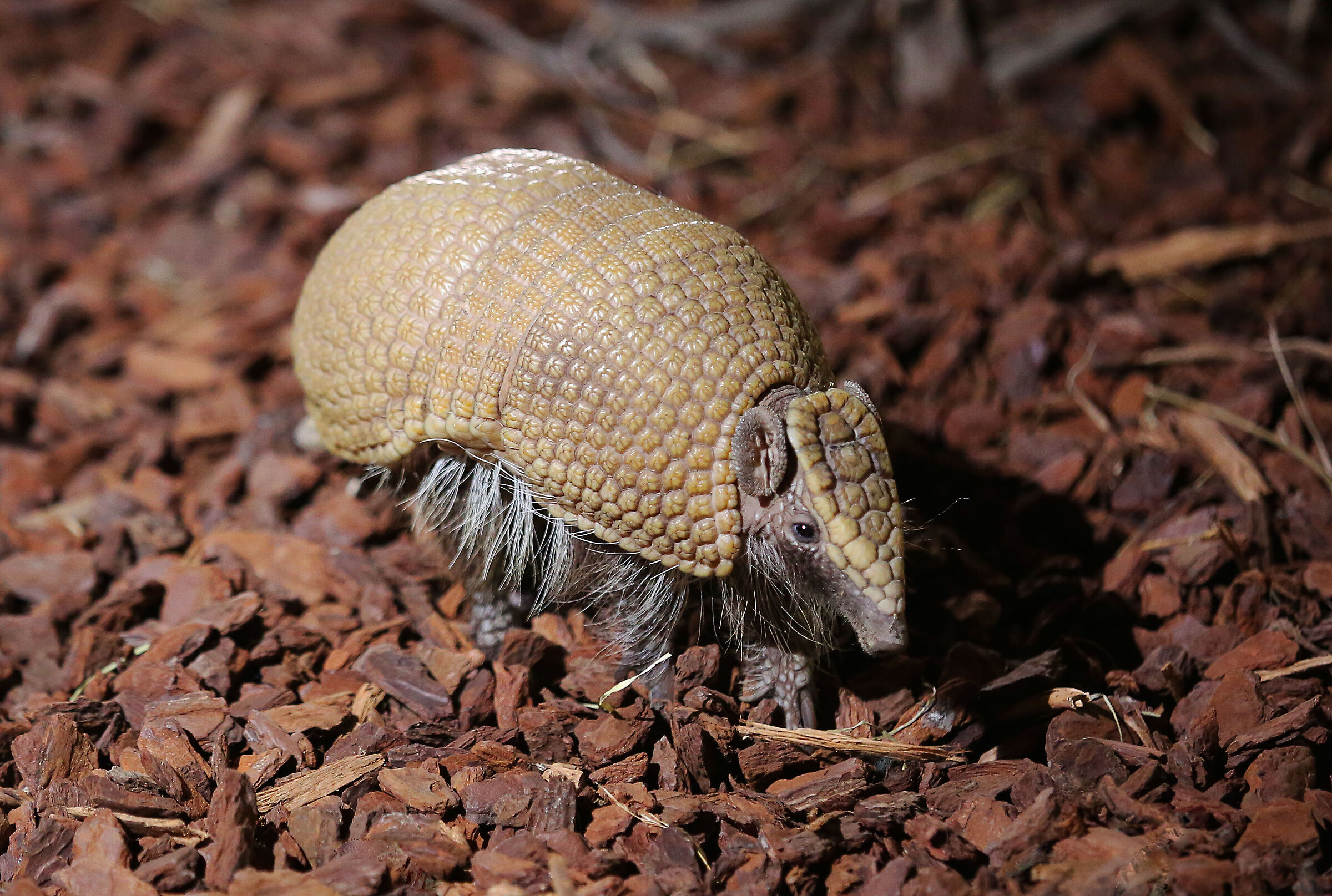 Armadillo