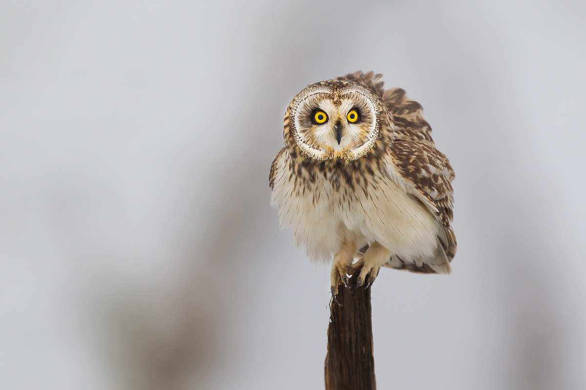 Gufo di palude con PP