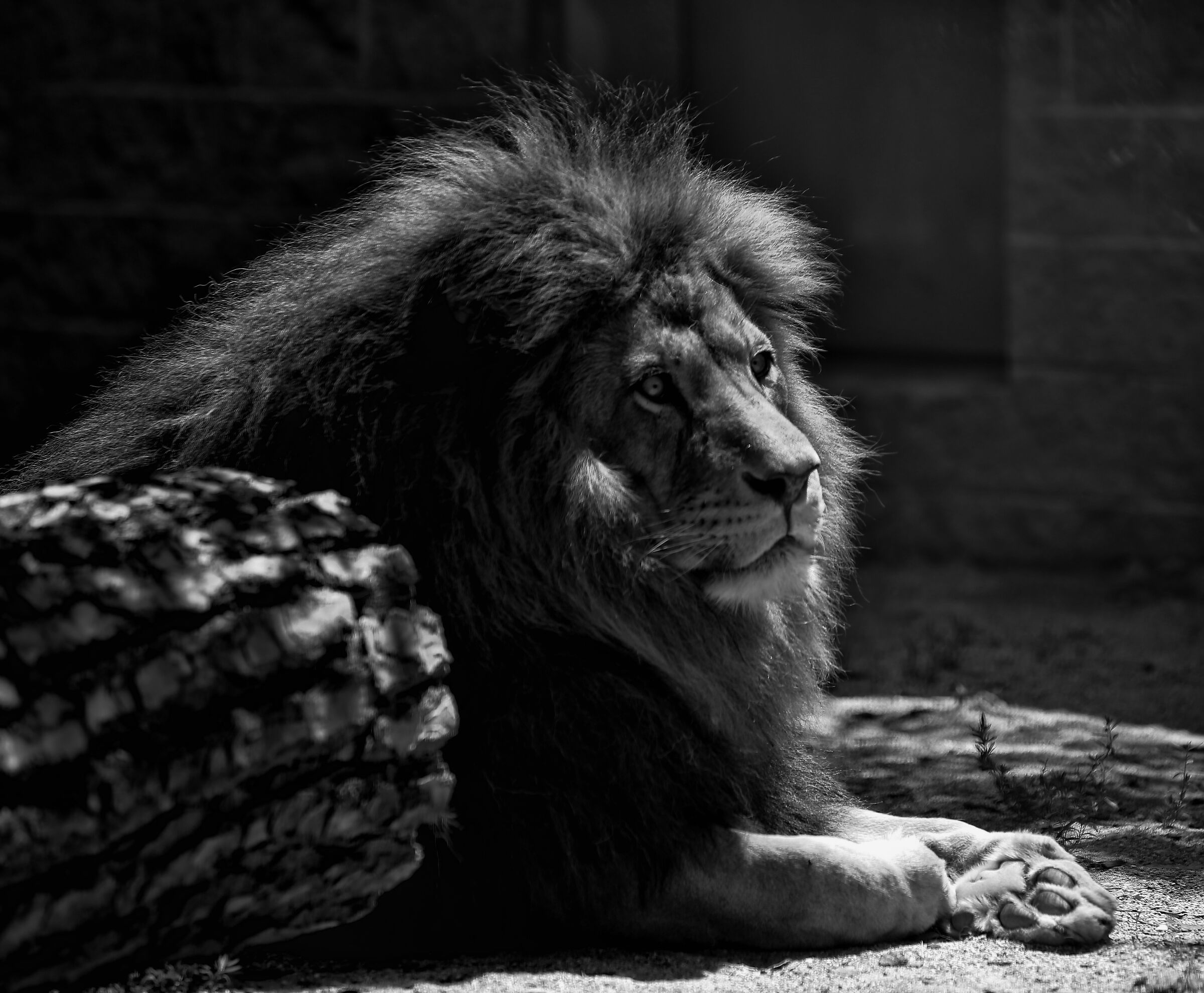 Leone B/N