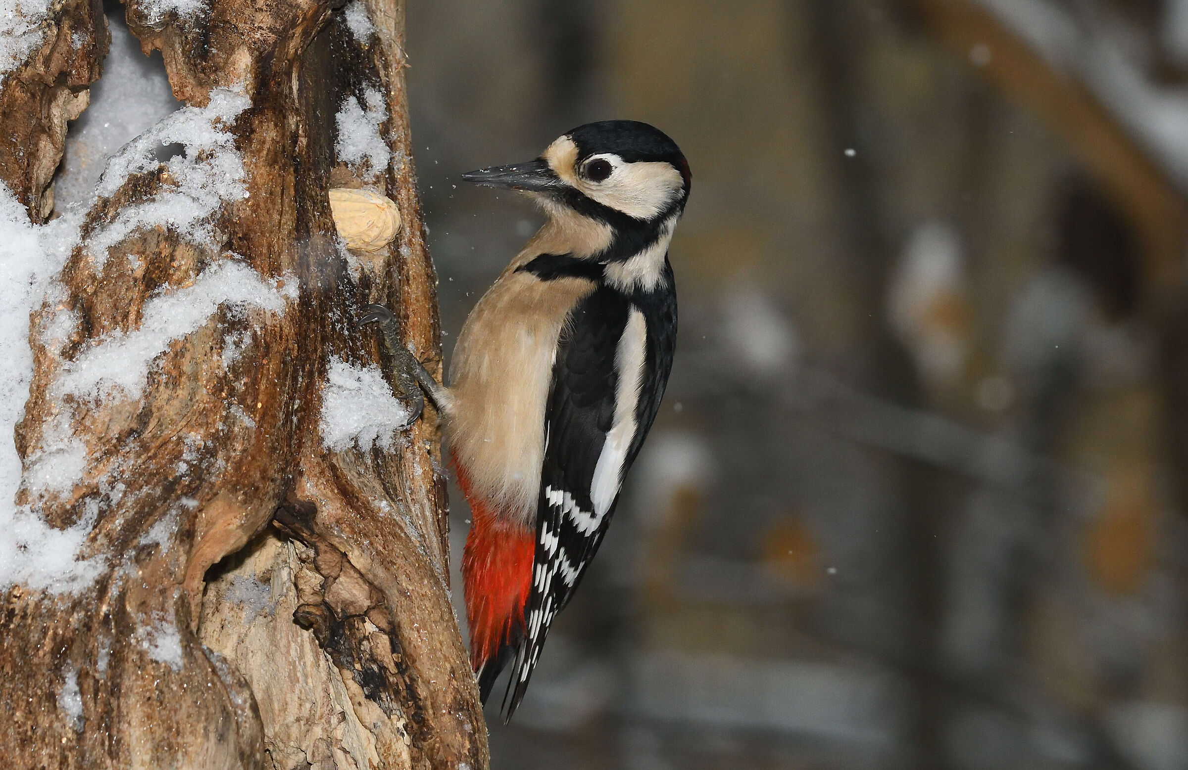 Greater red woodpecker