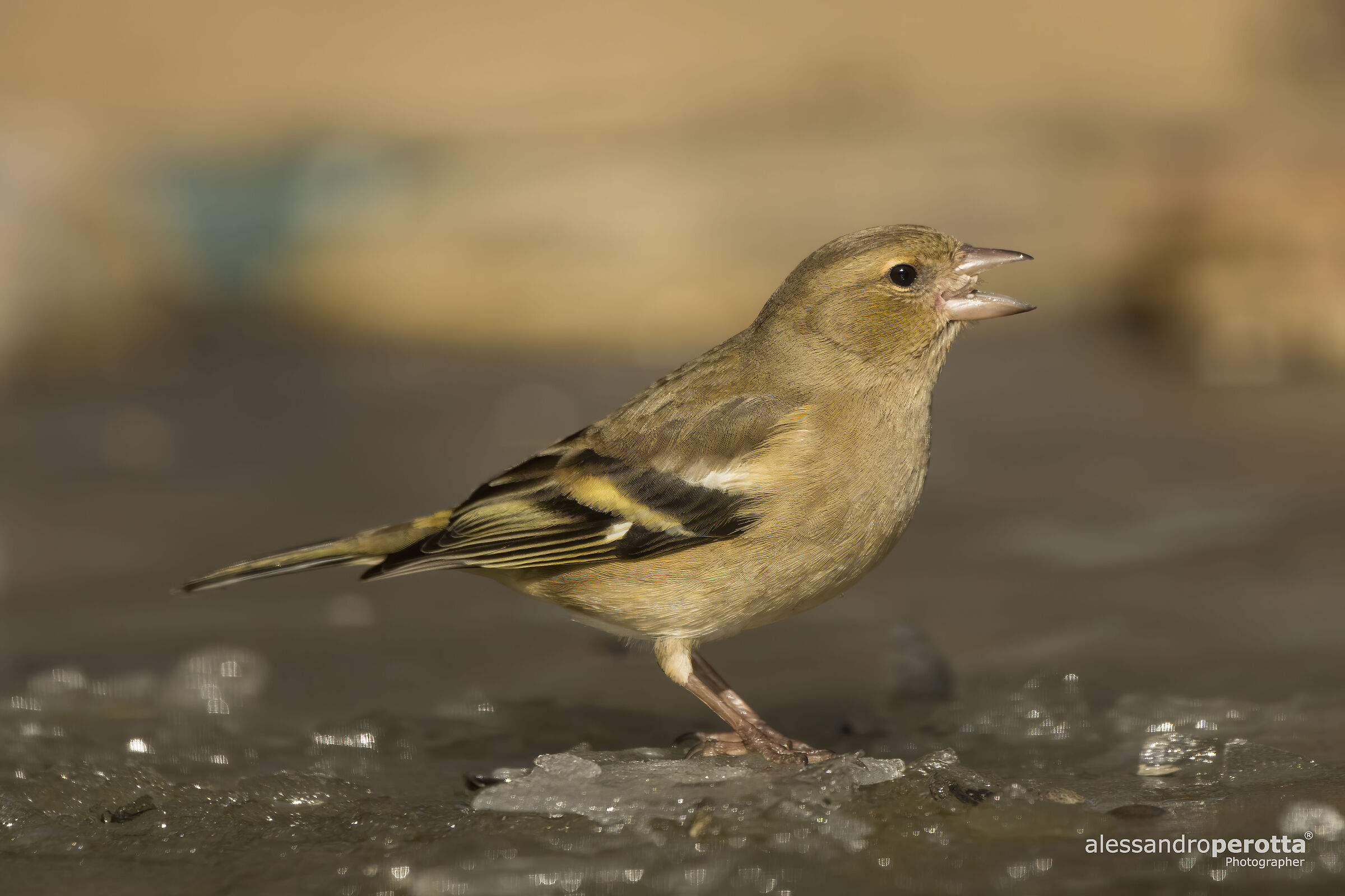 Coelebs's fringilla