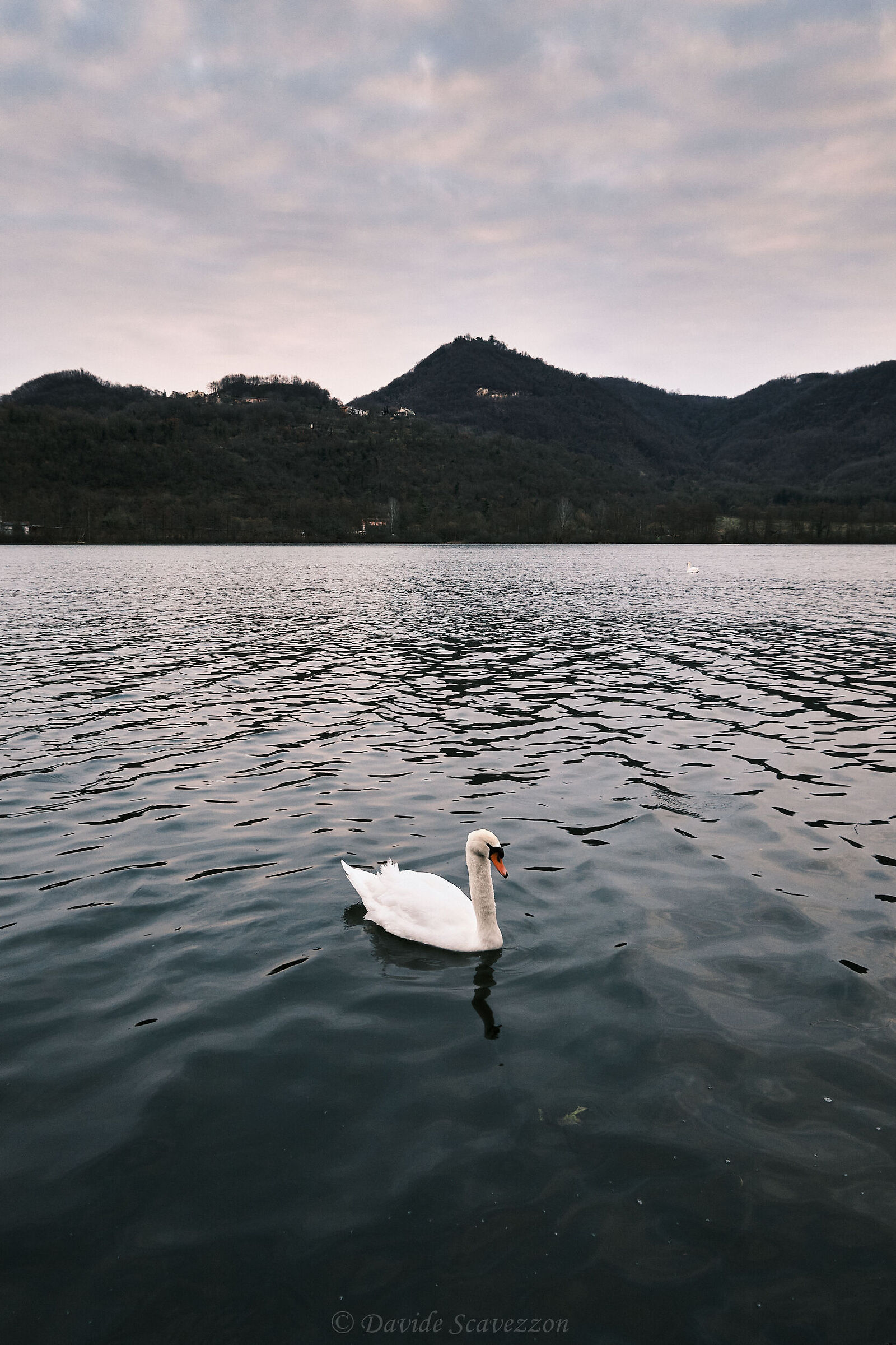 The Prince of the Lake