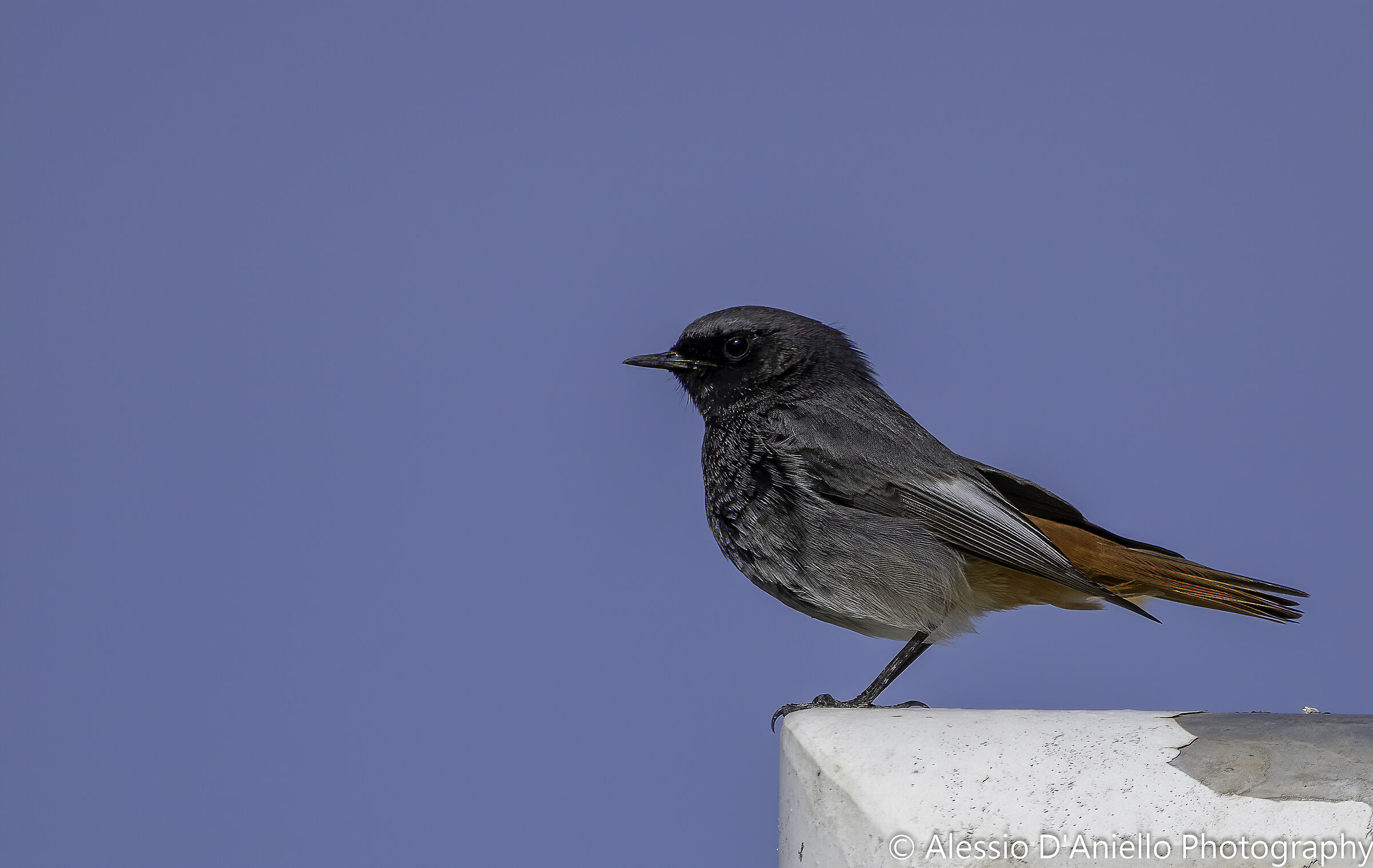 codirosso spazzacamino