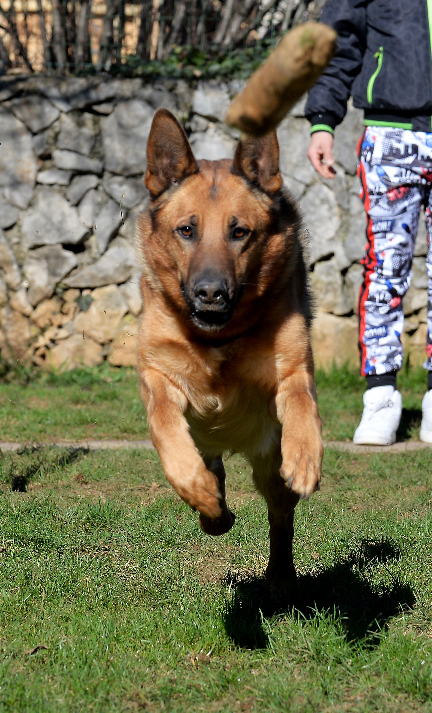 Simba