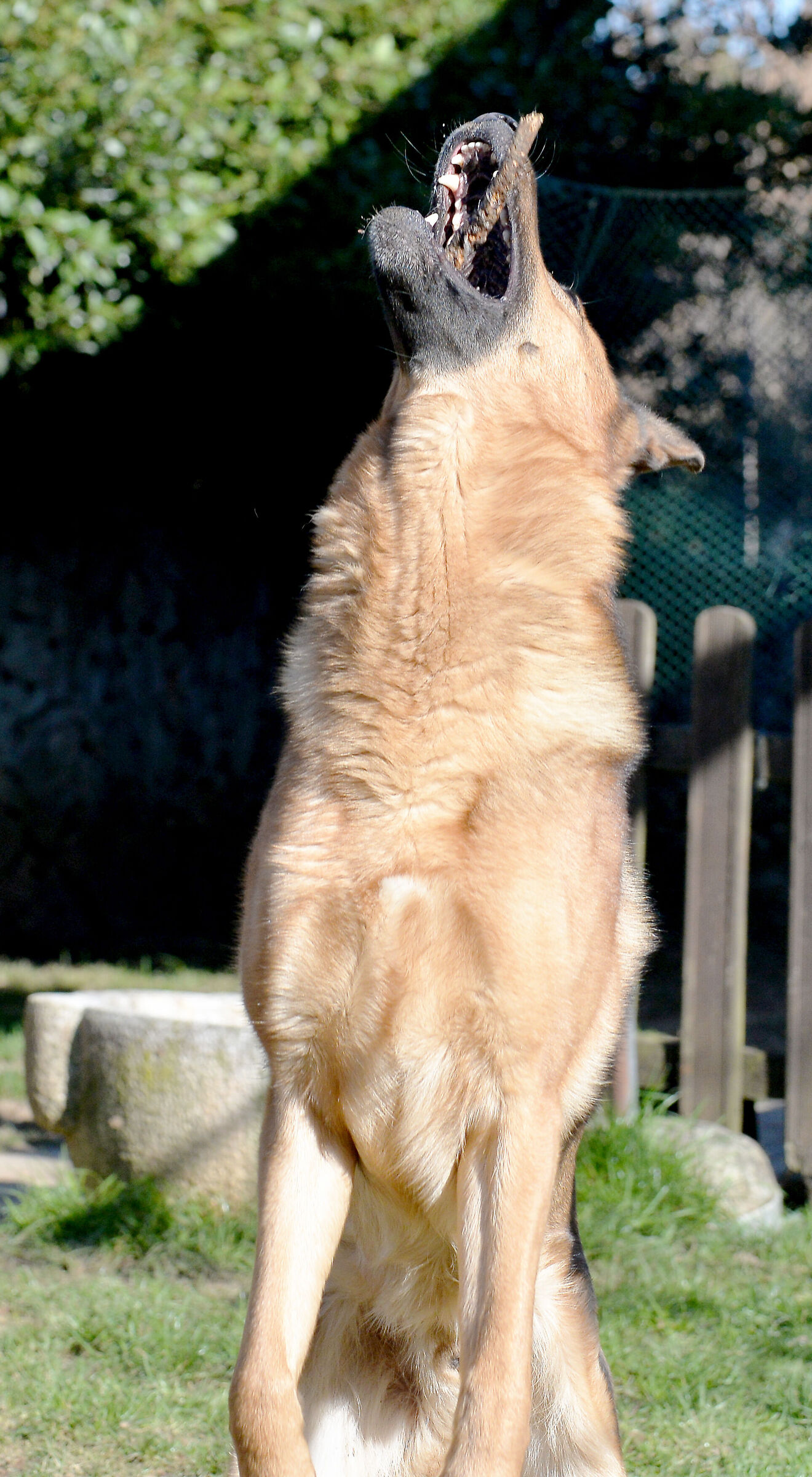 Simba
