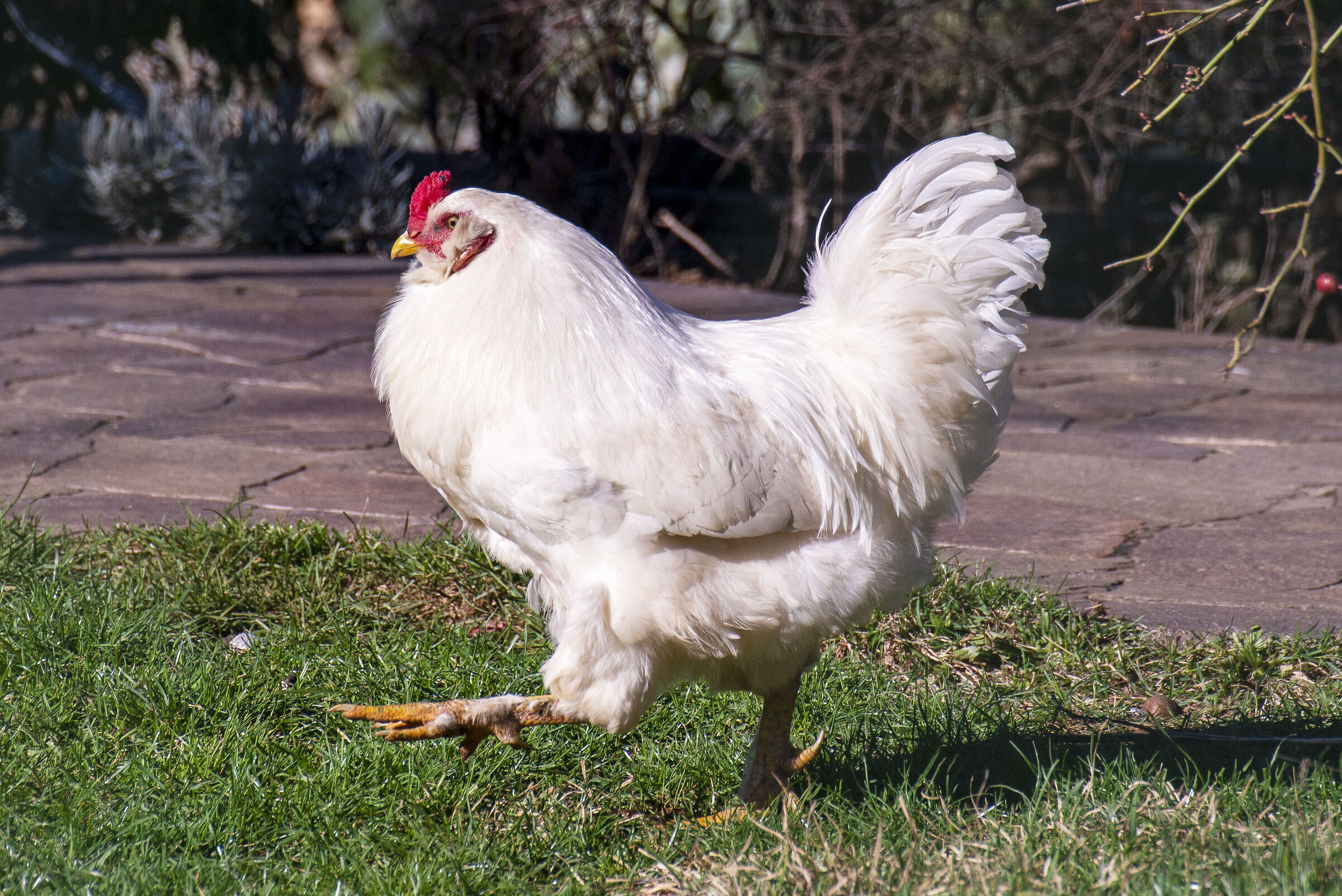 Rooster