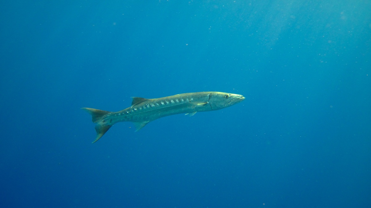 Marsa Alam. Egypt (Red Sea)