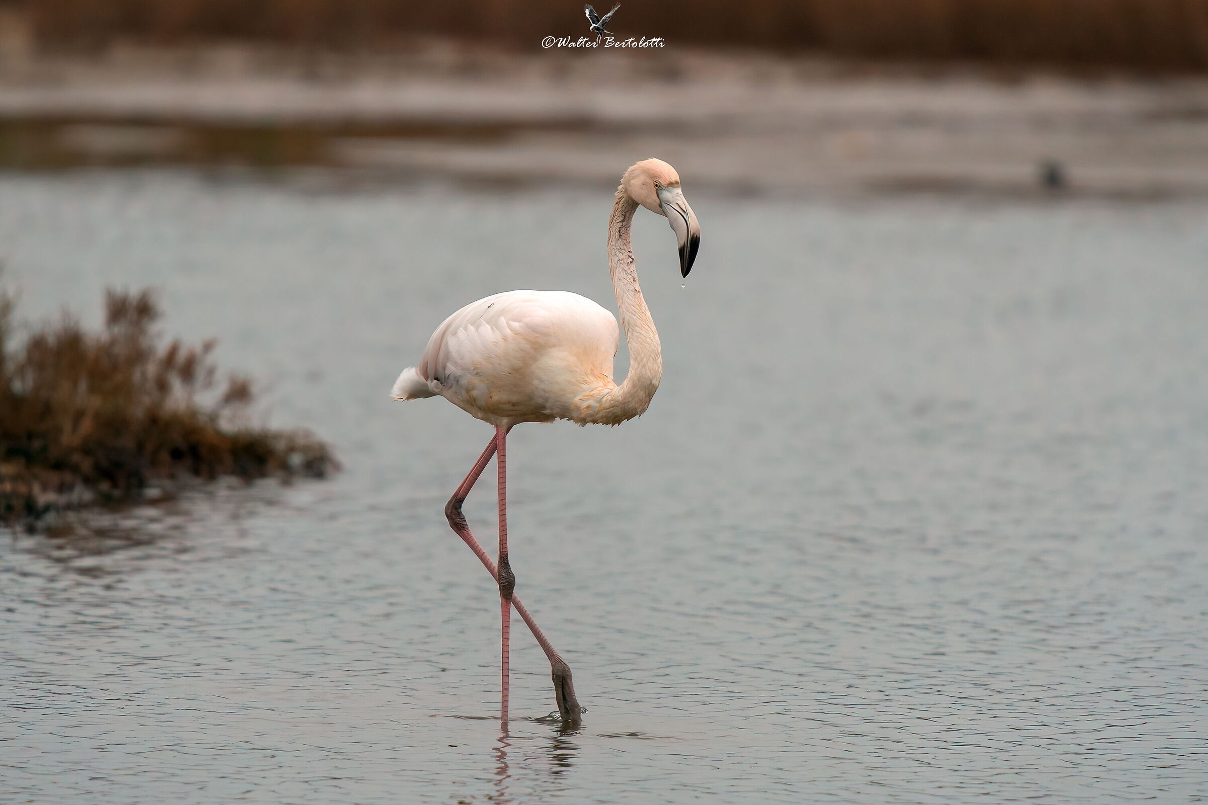 l'eleganza