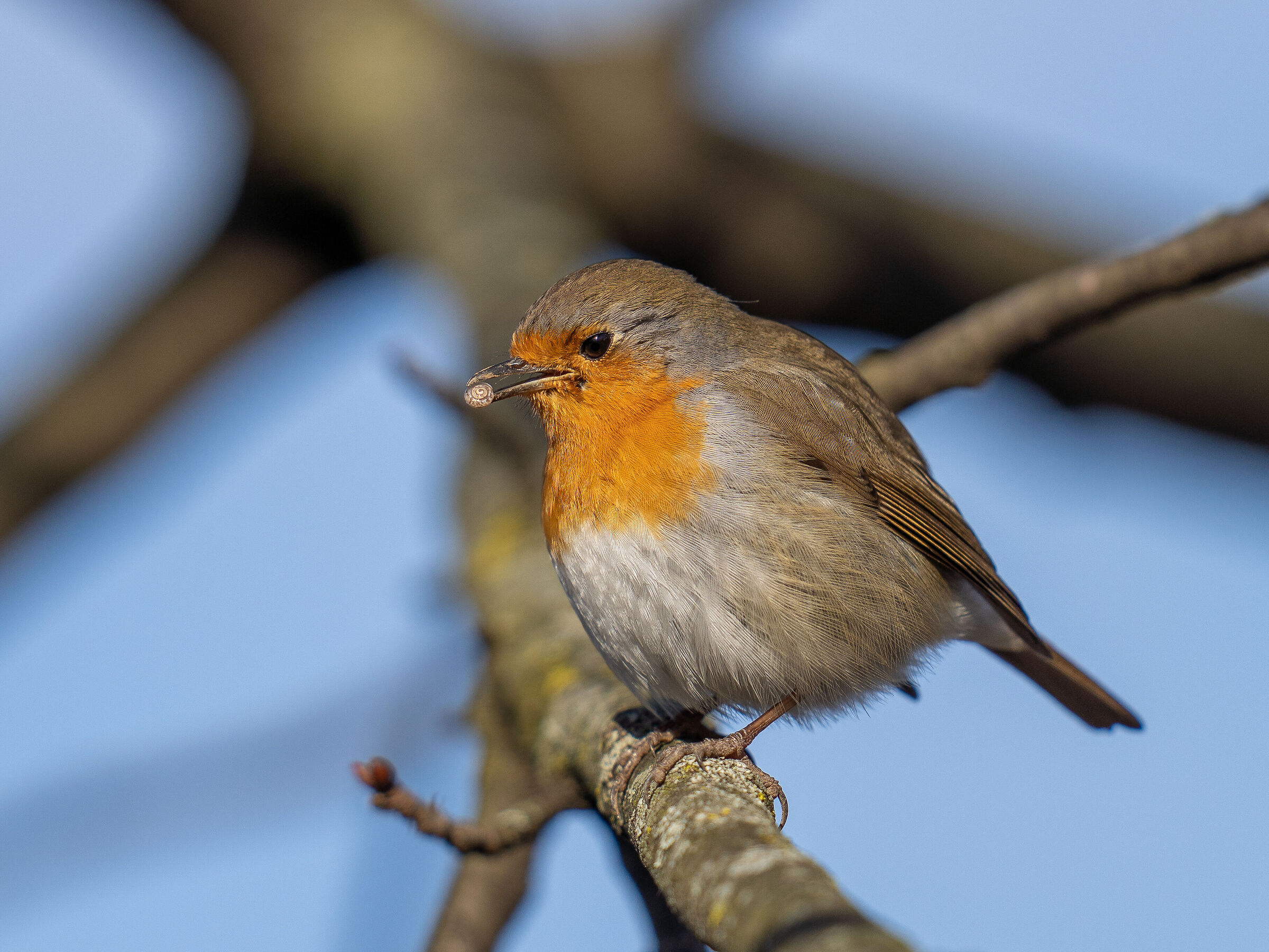 Mentos The Freshmaker! Robin 15.02.21 (VA)