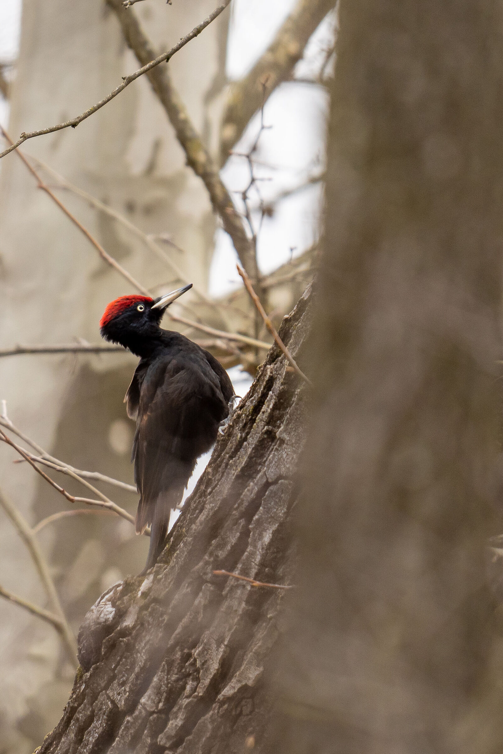 Black woodpecker - 14.02.2021 (VA)