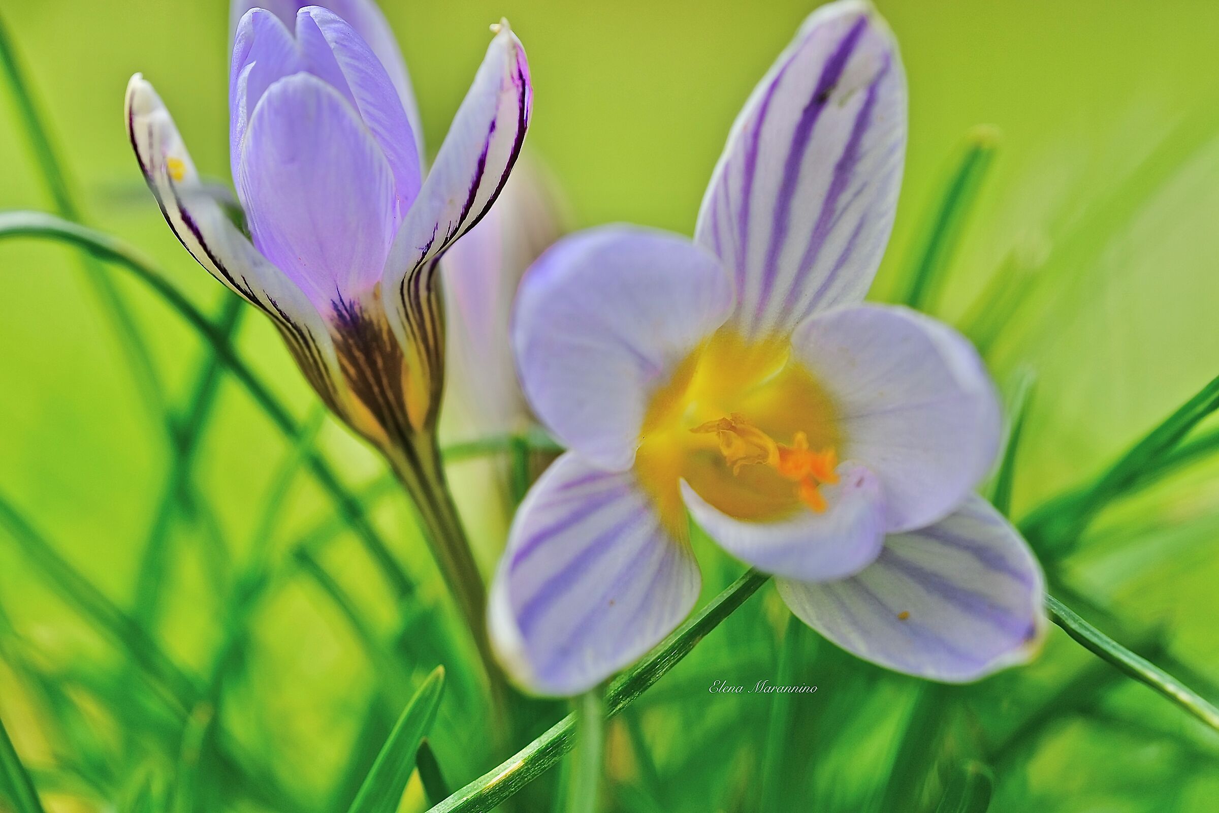 Crocus withering