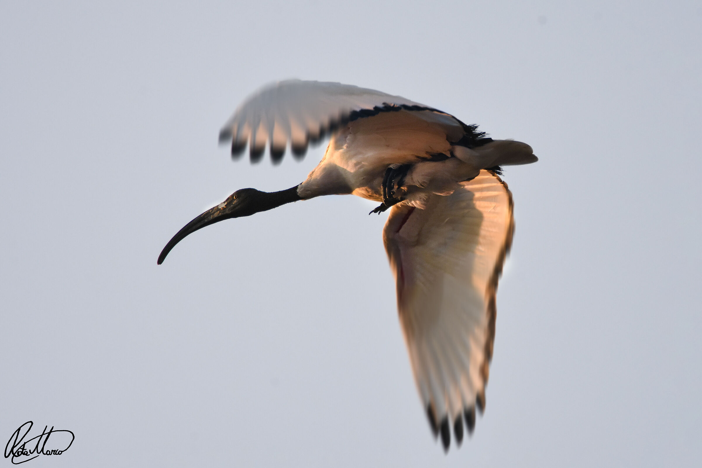 Ibis in the Serio Park