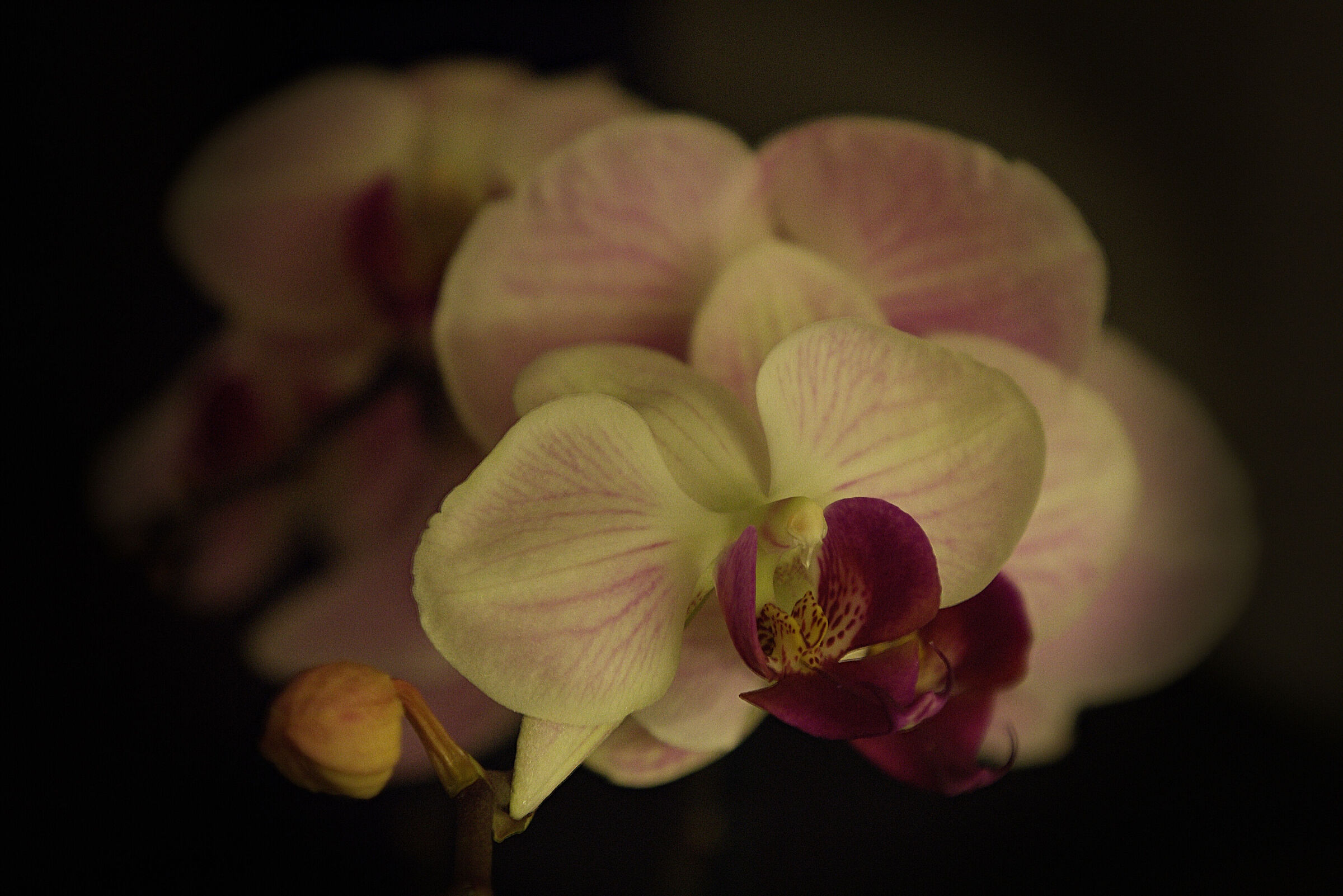 Phalaenopsis