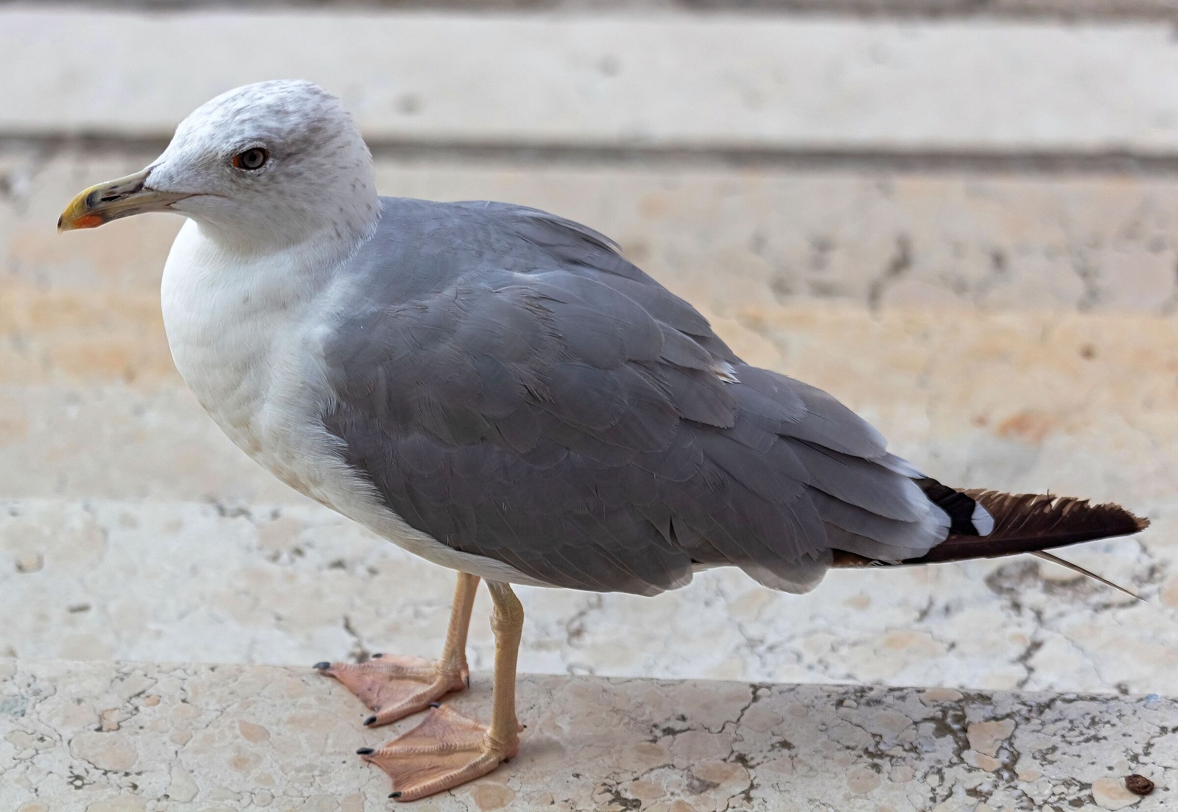 Gabbiano Reale Isola Giudecca Venezia 24/08/2019