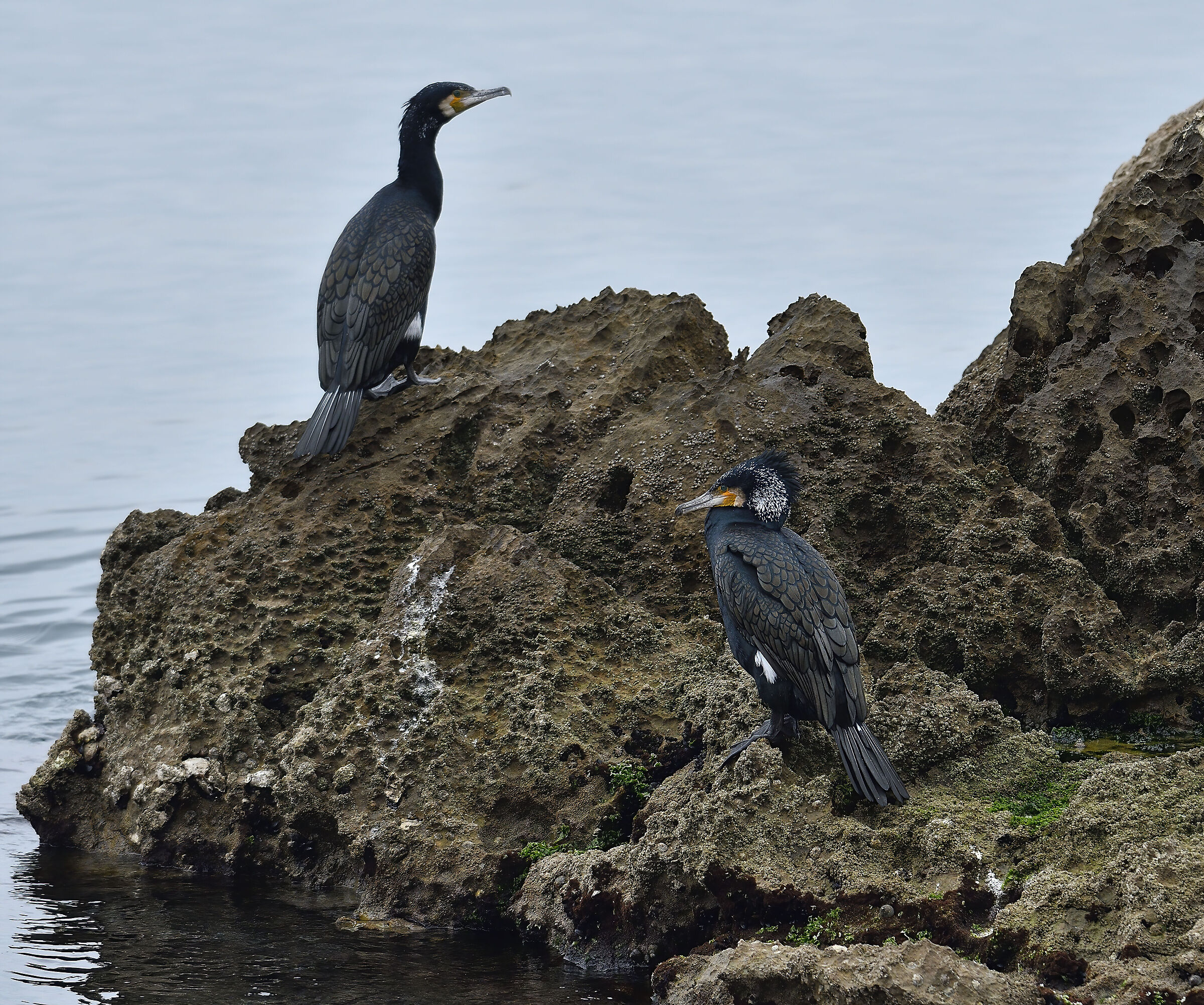Cormorants waiting...