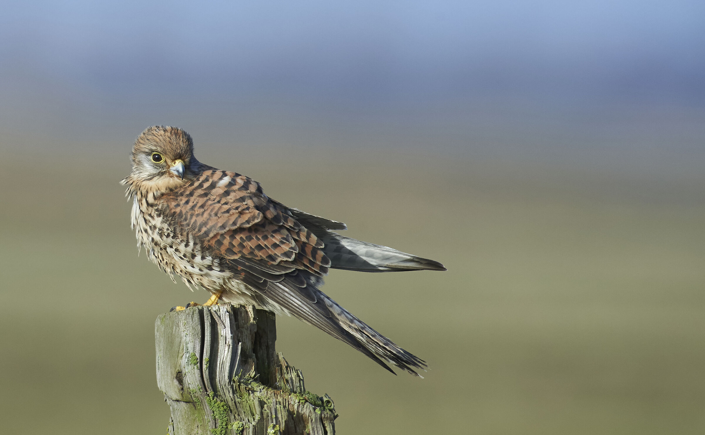European Kestrel