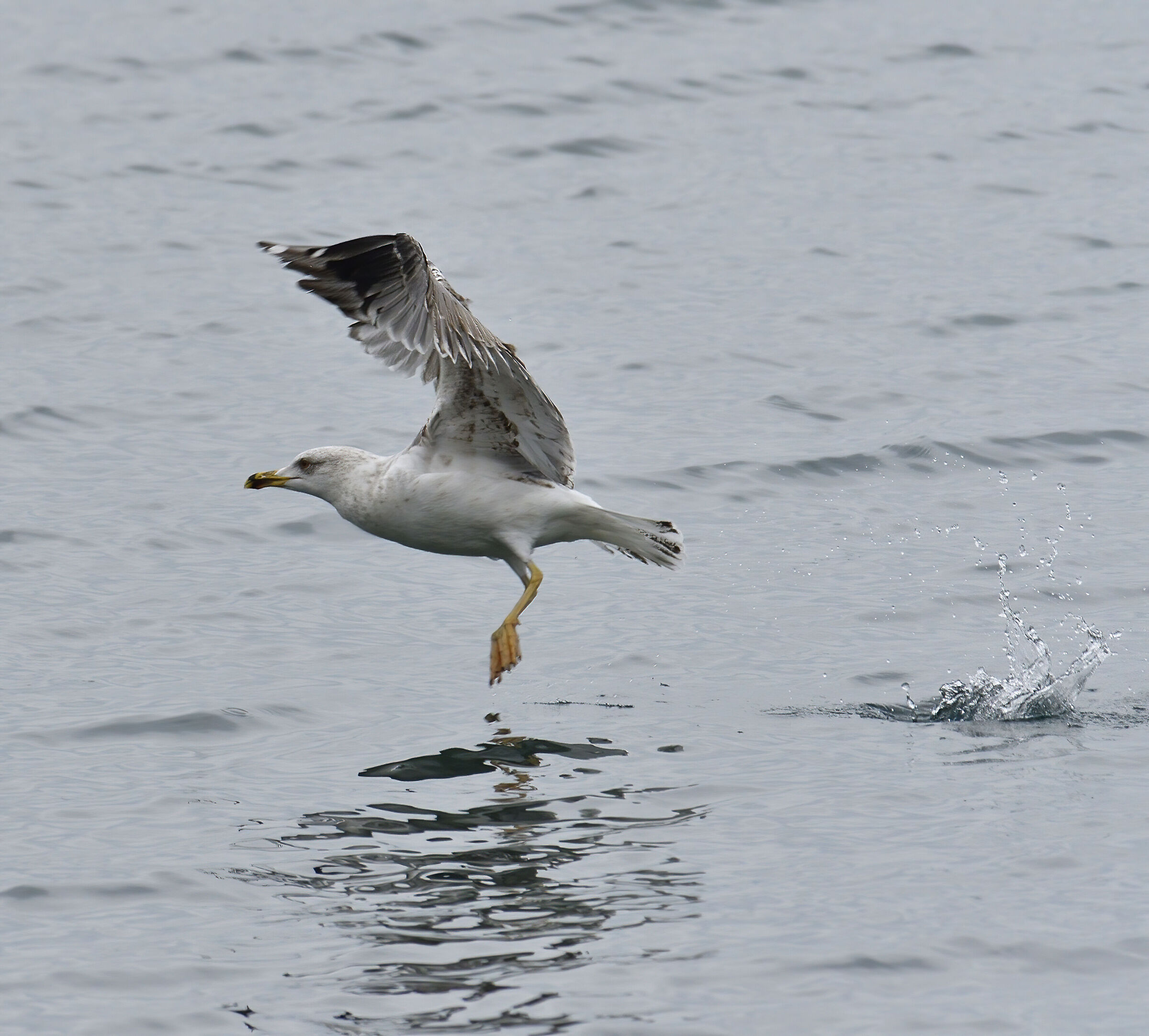 Jumping on water ...