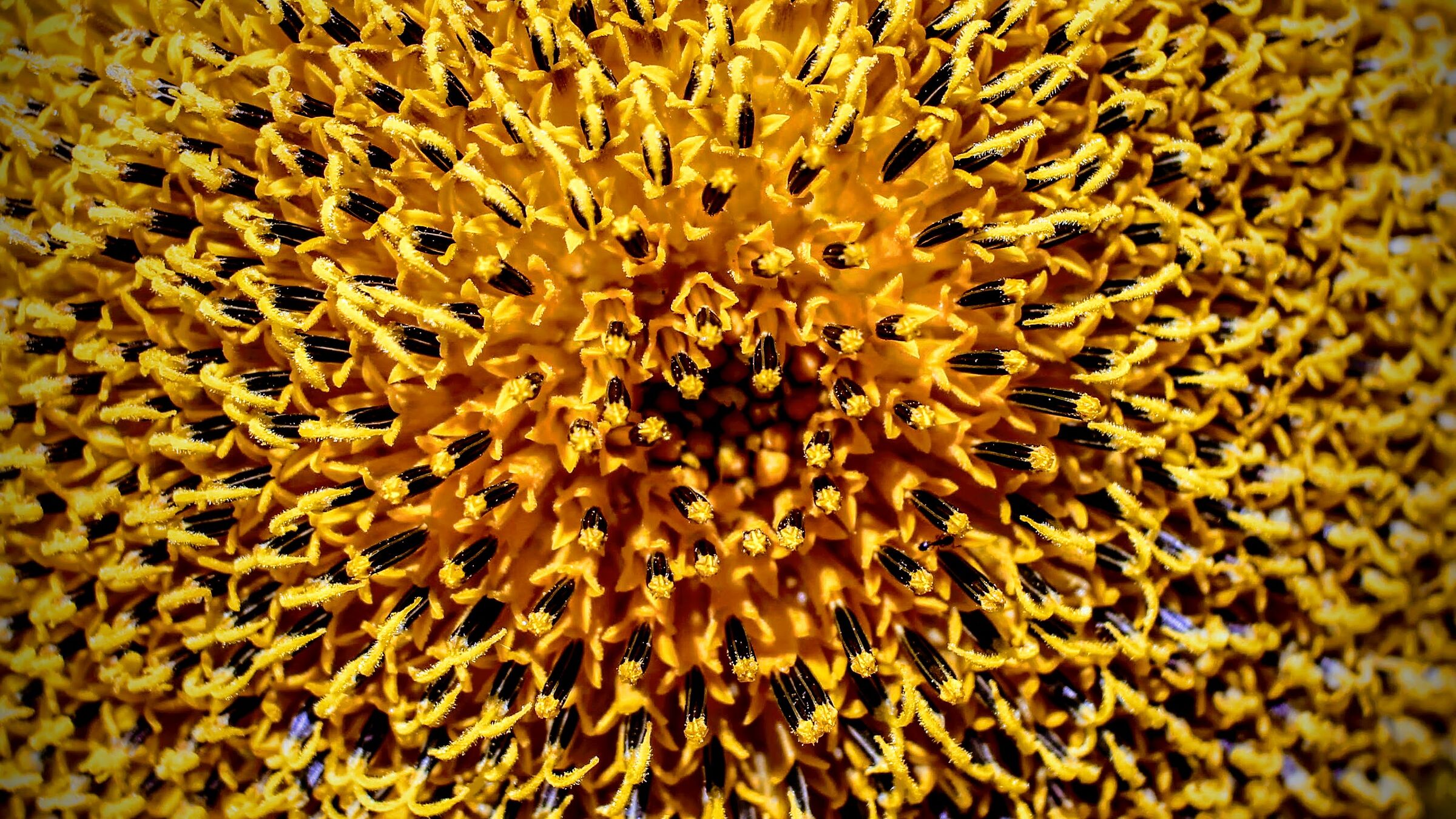 Semi di girasole