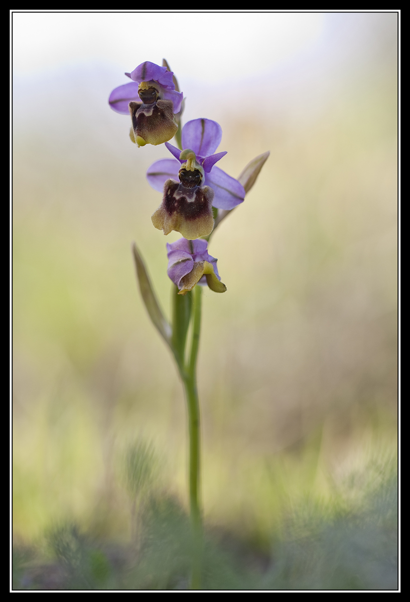Ophrys....???