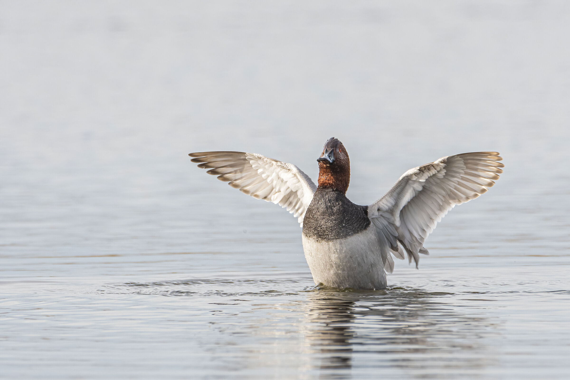 Moriglione - Wikipedia