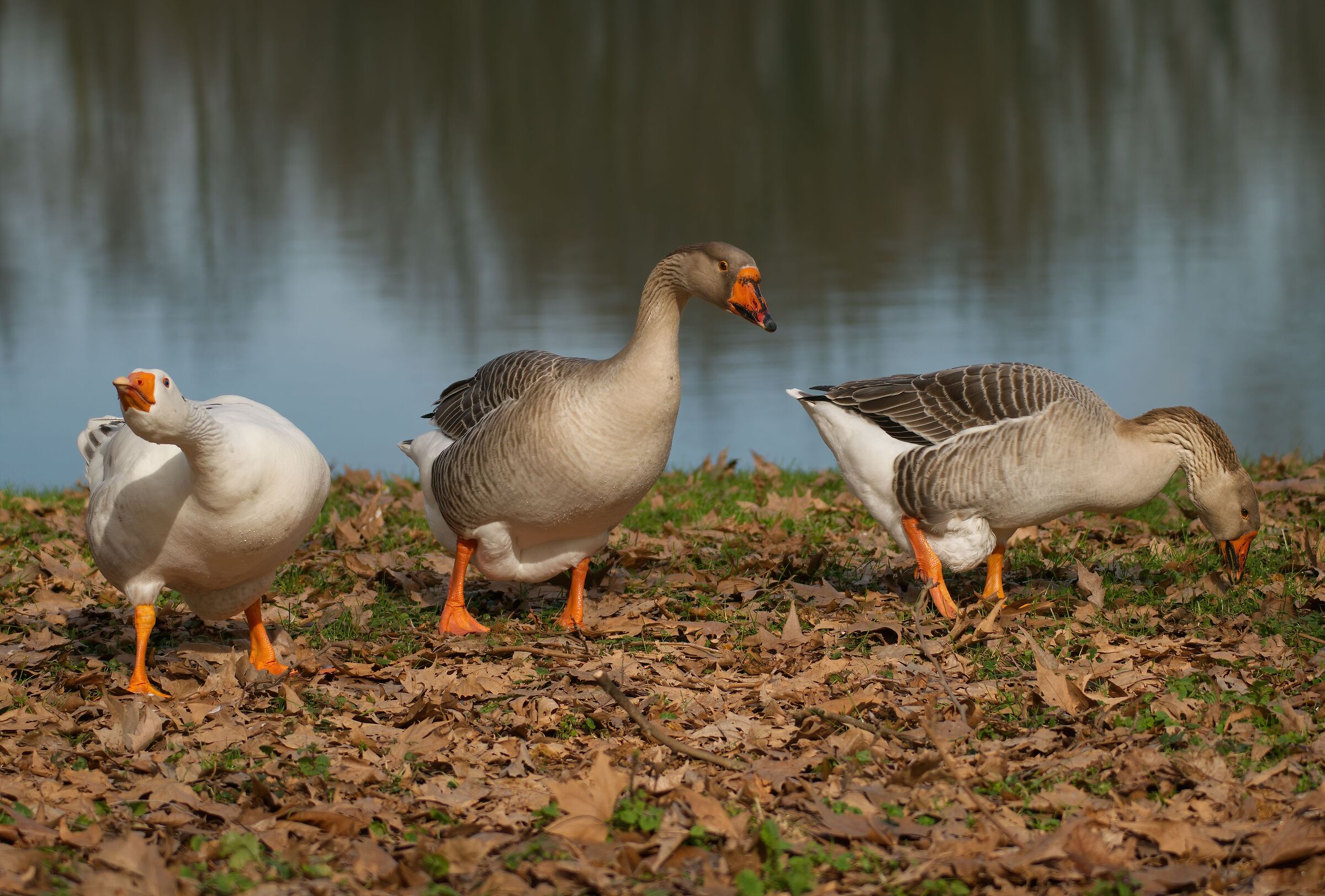 Non ti avvicinare !!!