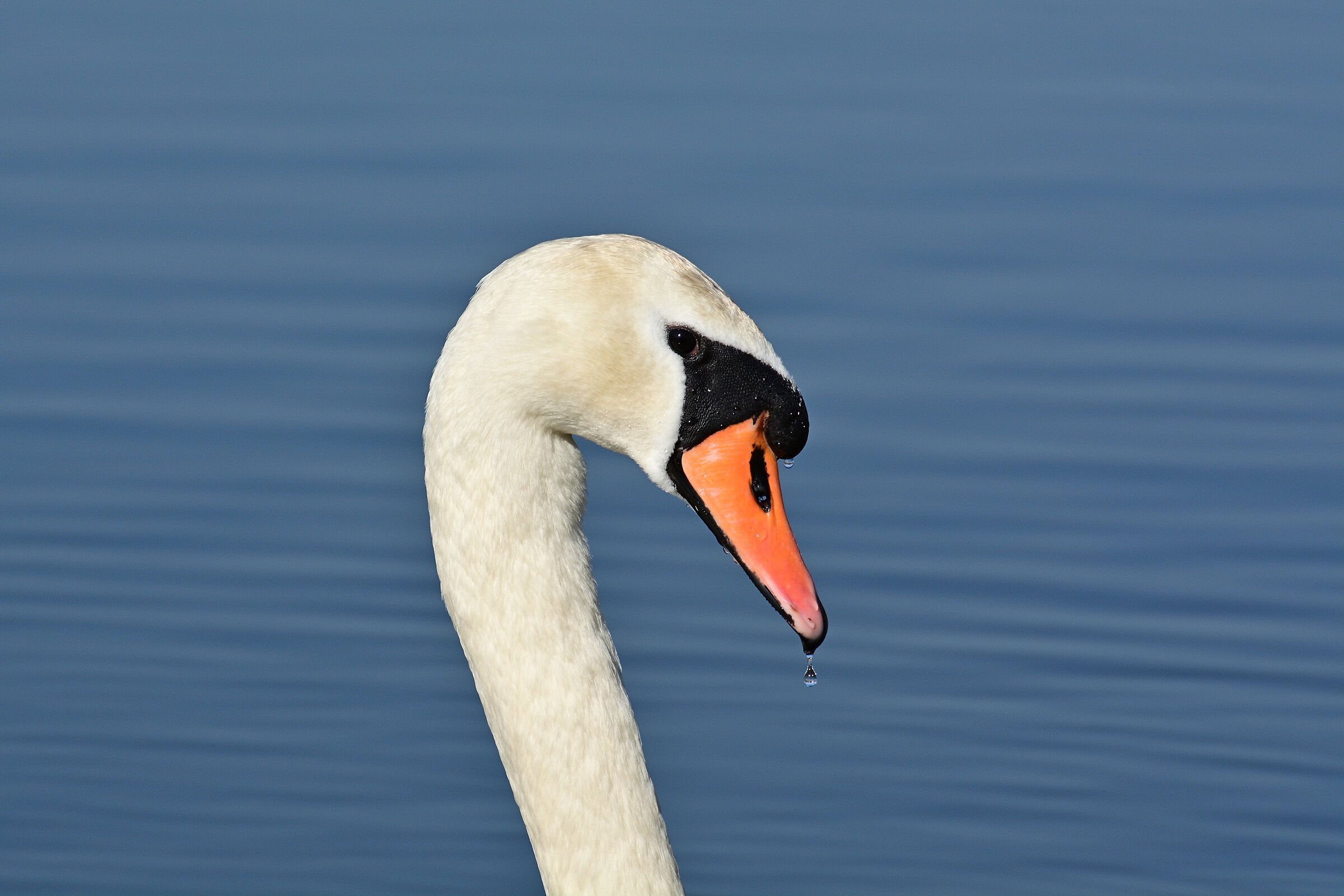 Swan