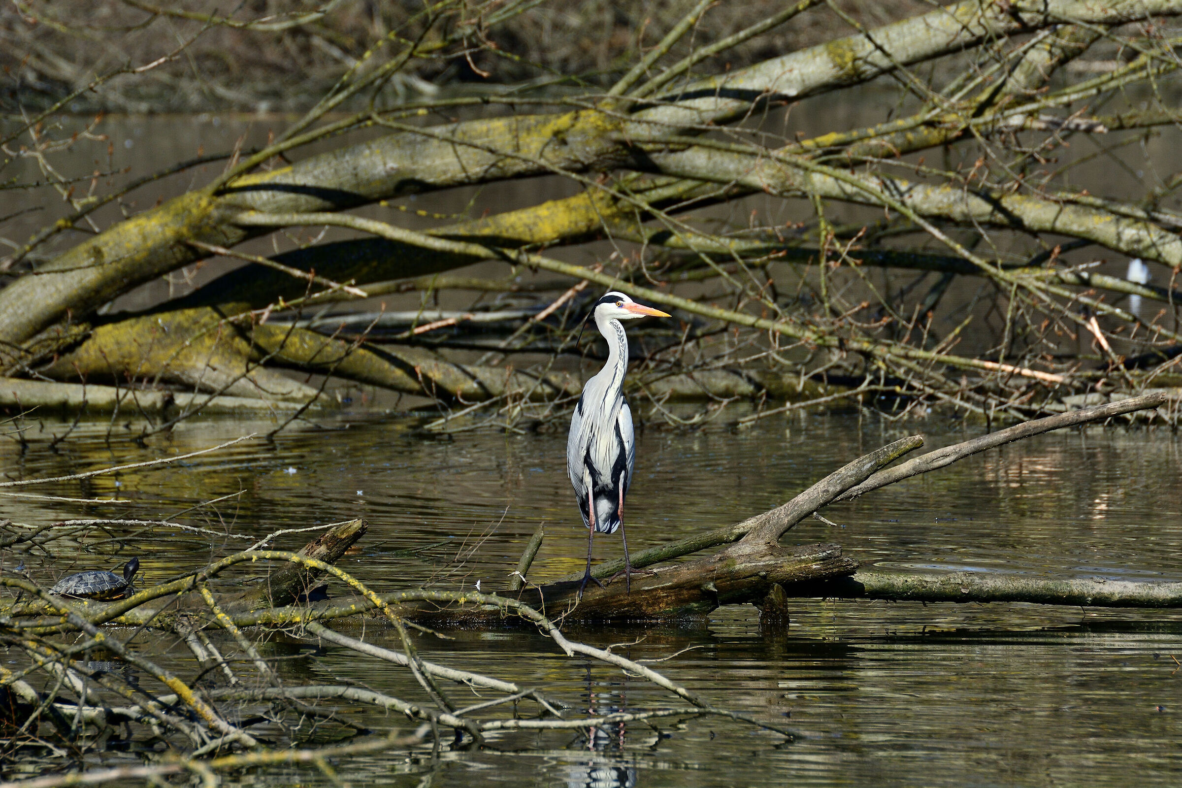 The Heron and the Turtle