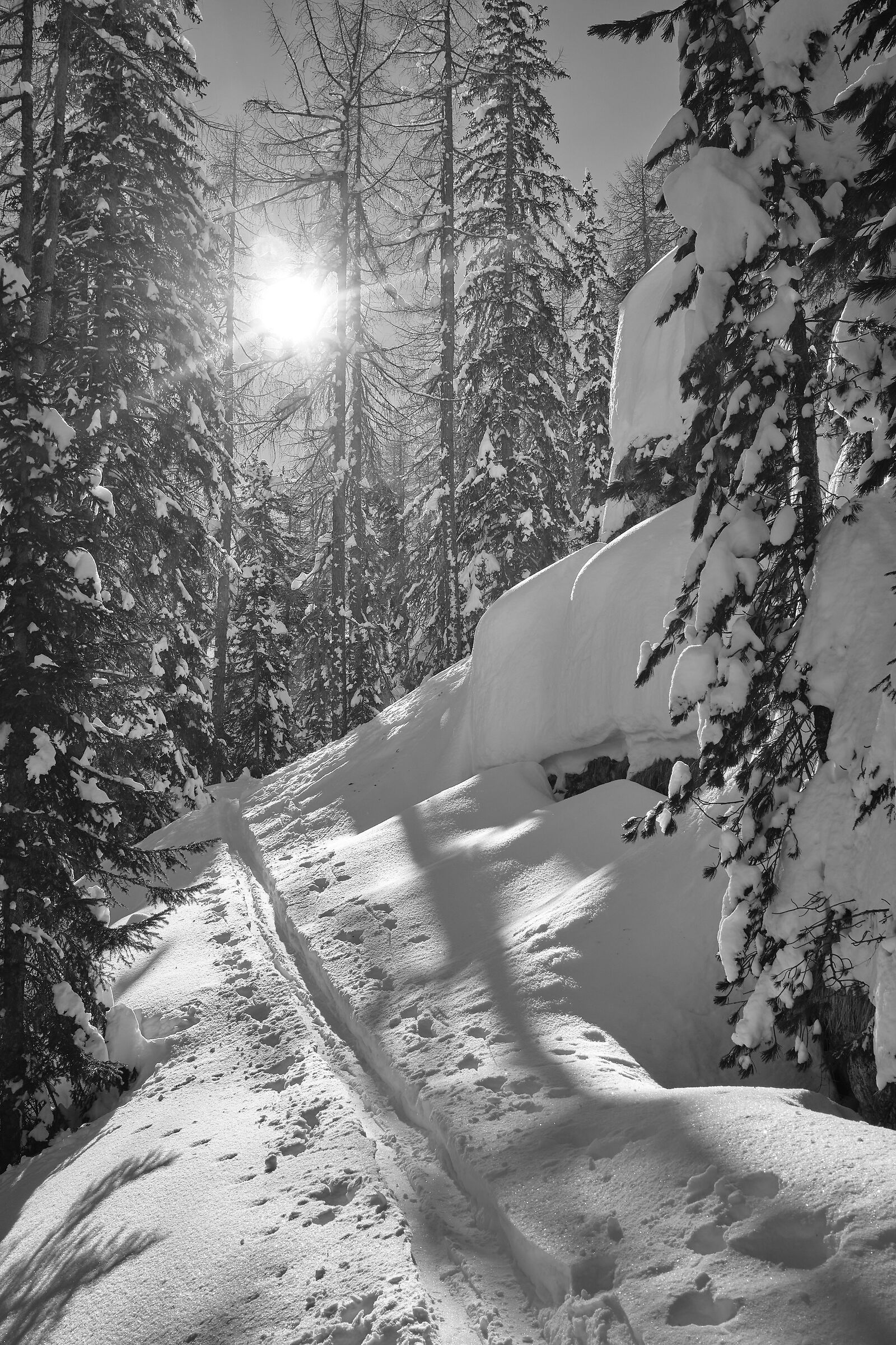 footprints in the woods