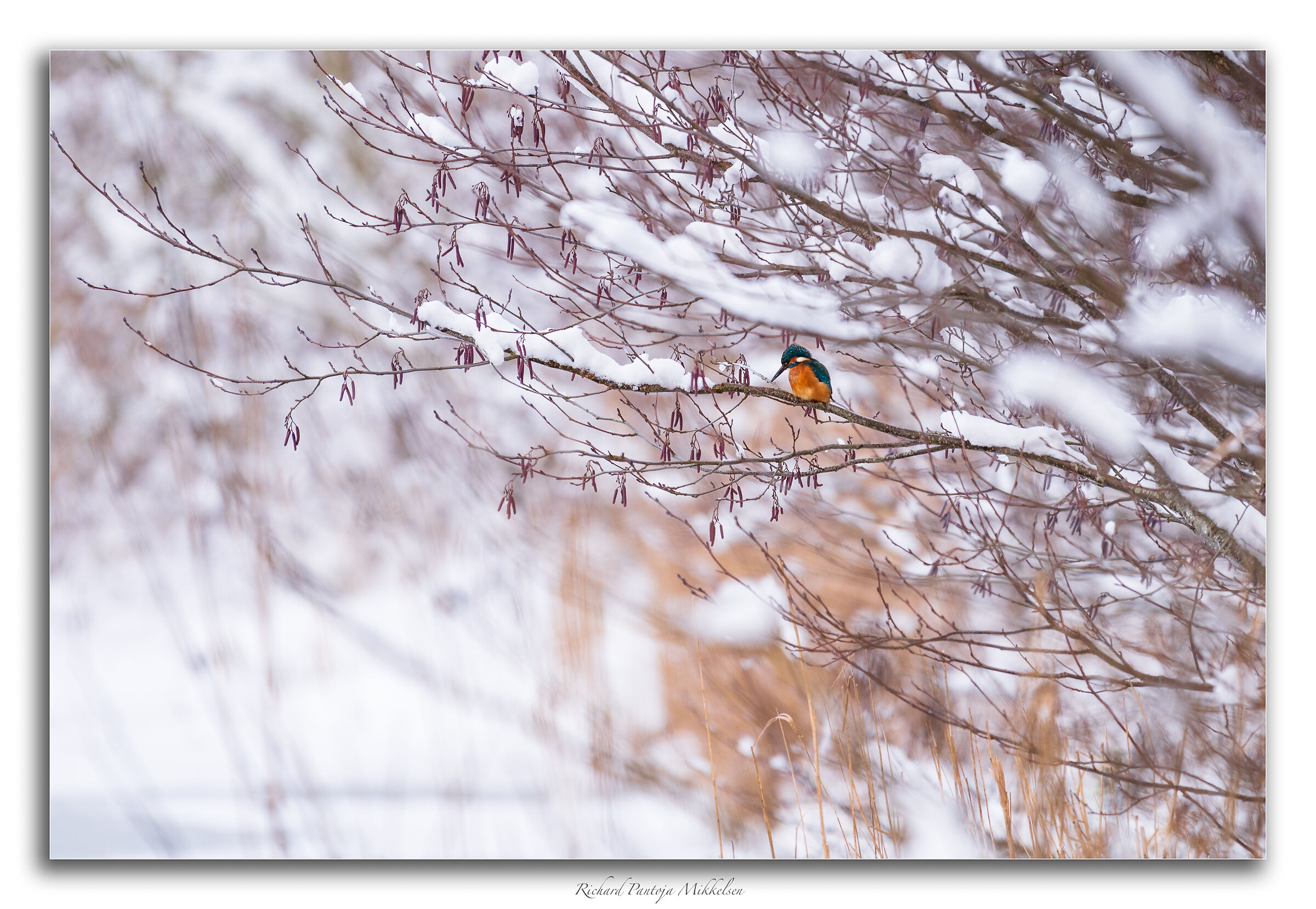Kingfisher at the frosen lake