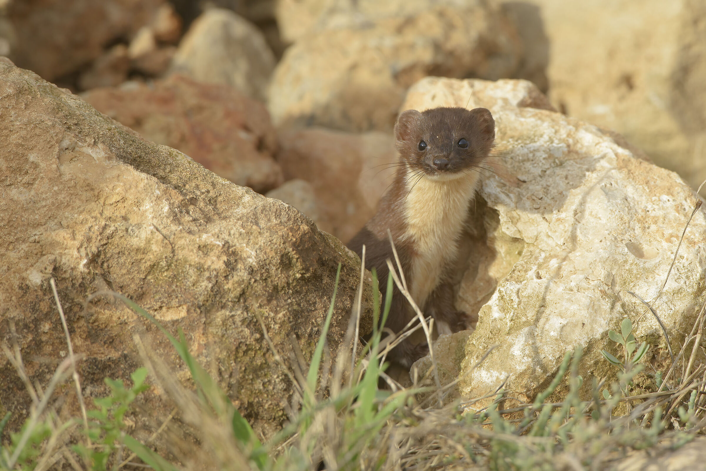 Sardinian weasel (Mustela nivalis boccamela)