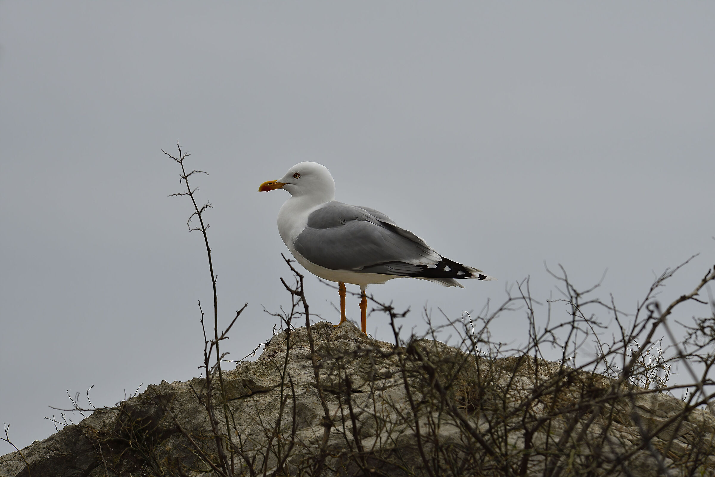 Lookout