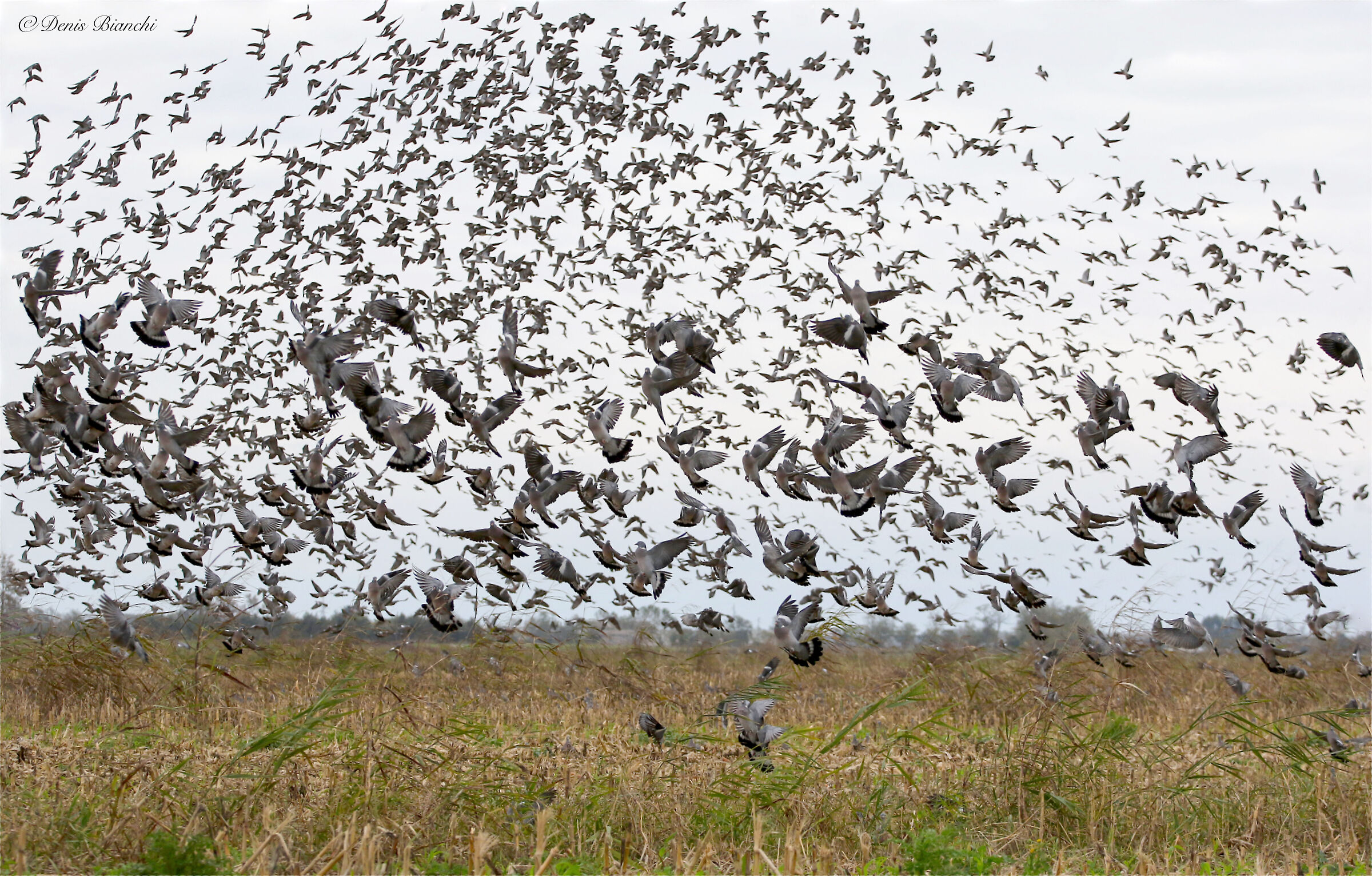Stormo colombacci in discesa sulla stoppia di mais