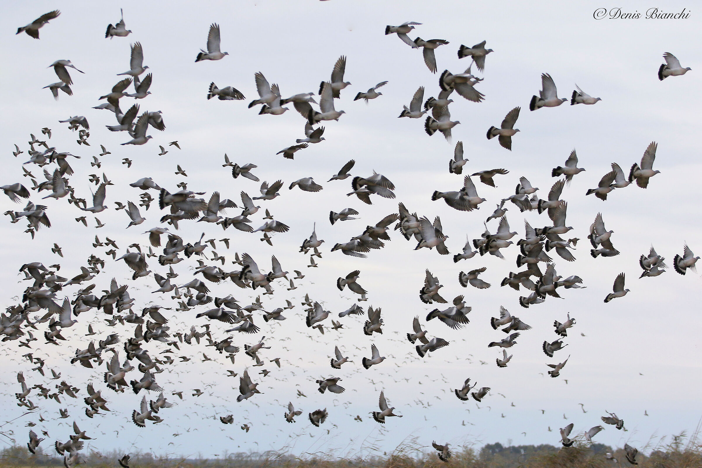 Stormo colombacci all'involo dalla stoppia.