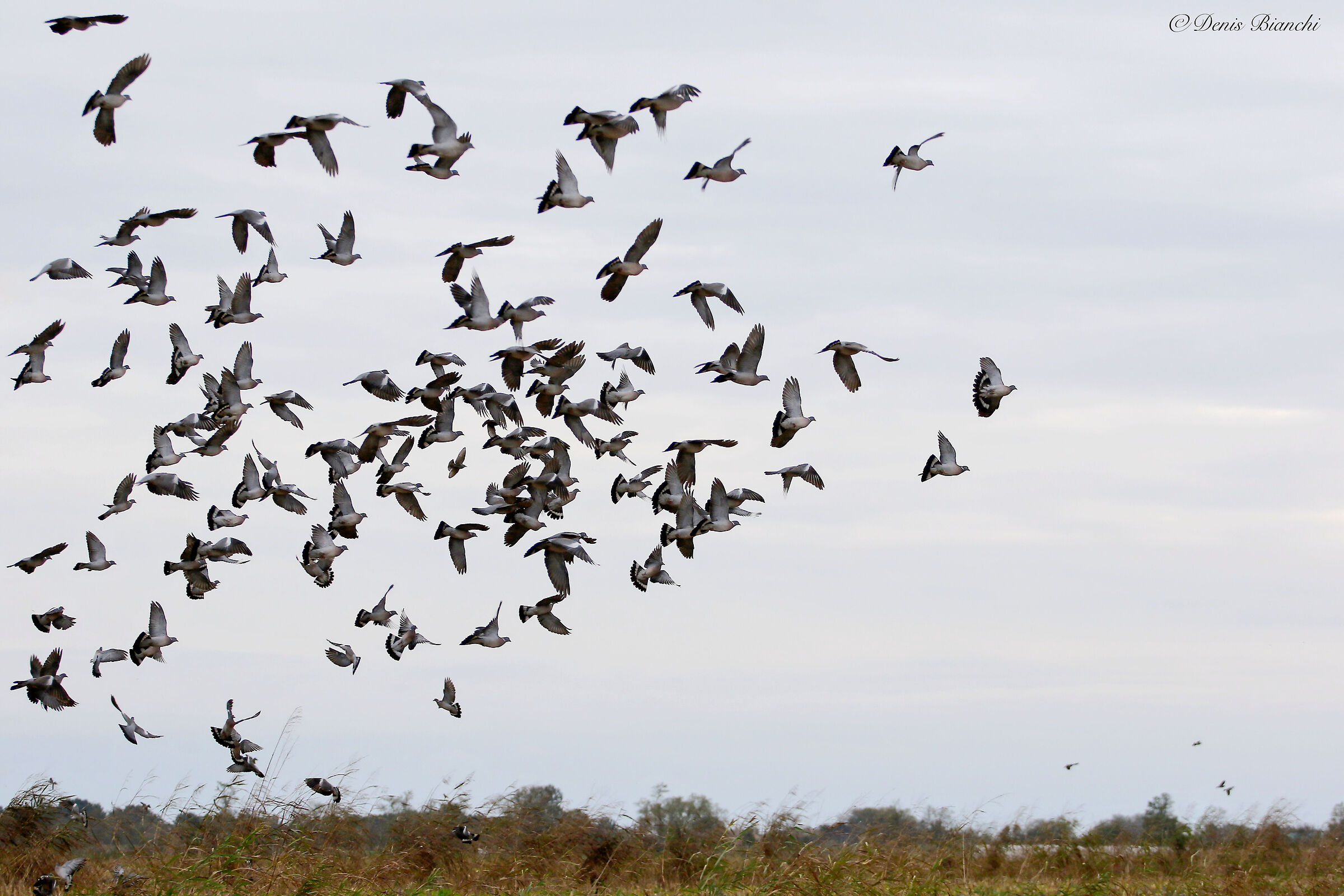 Stormo colombacci all'involo