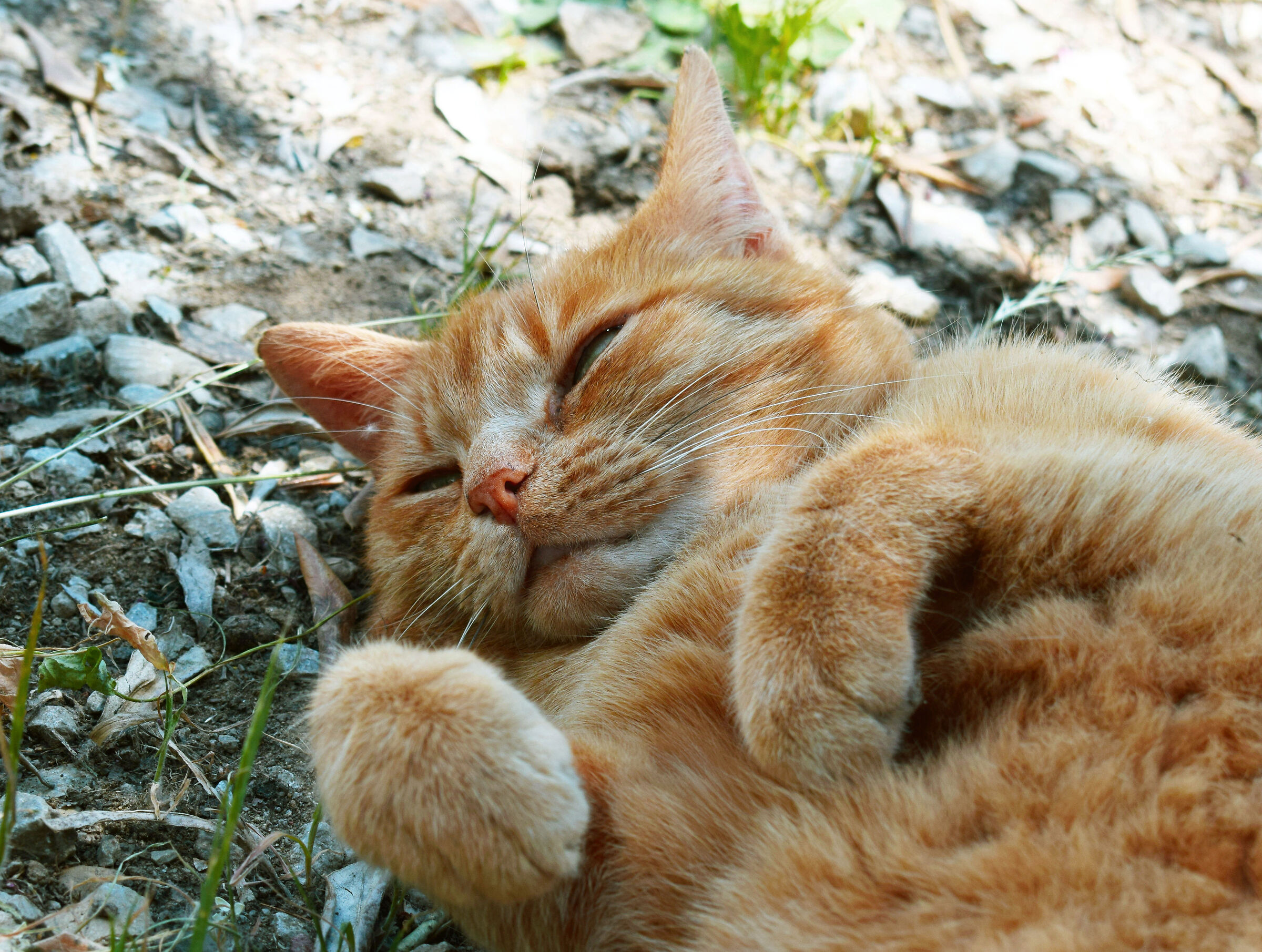 ...oggi 17 febbraio festa di tutti i gatti!!!!!
