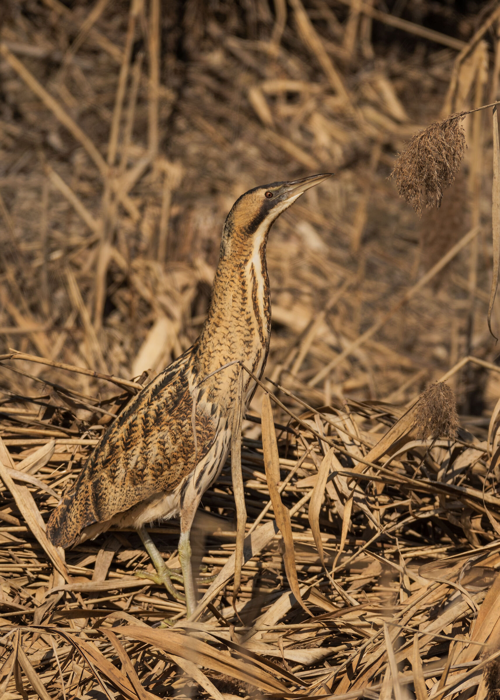 Bittern