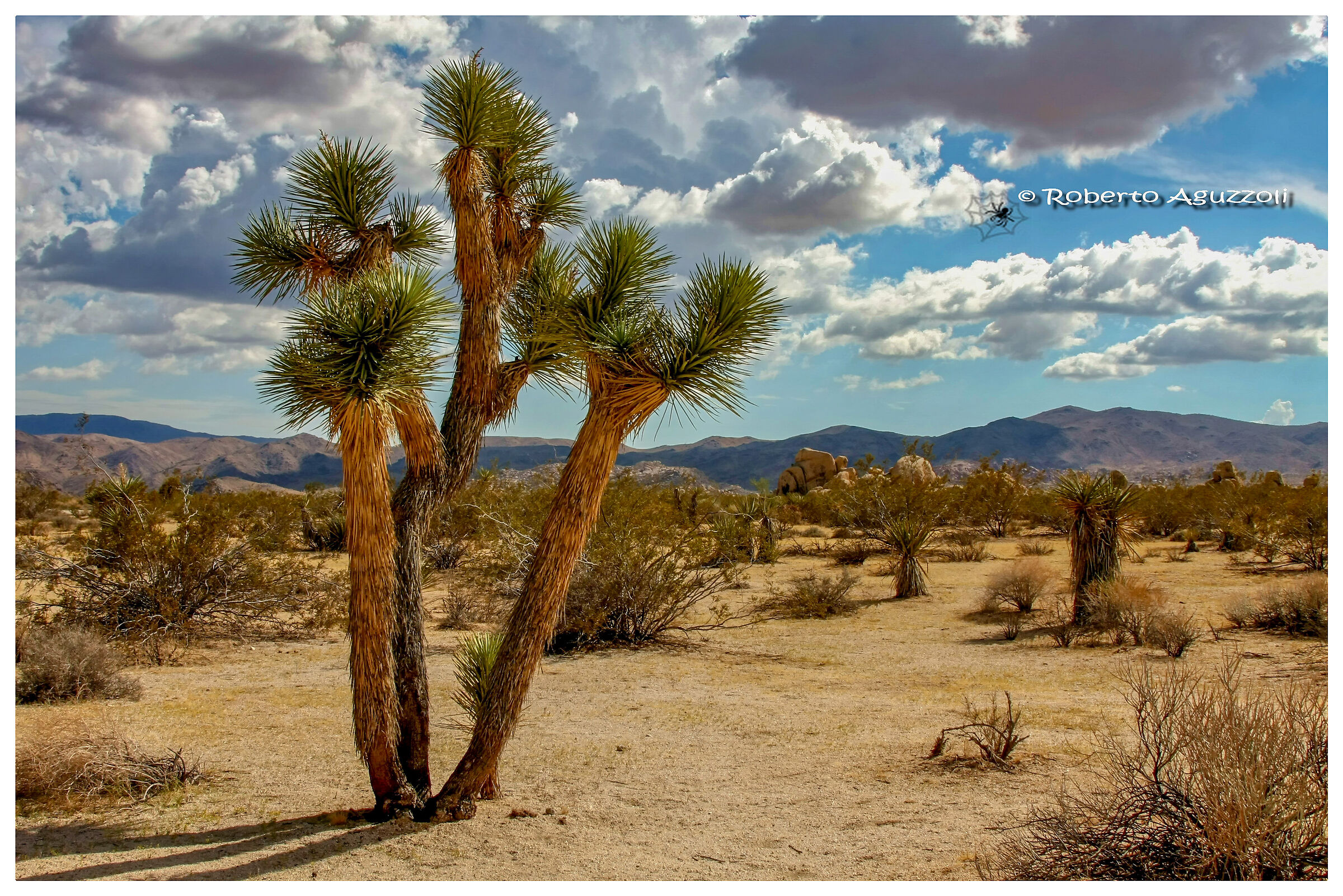 Joshua Tree n.p.