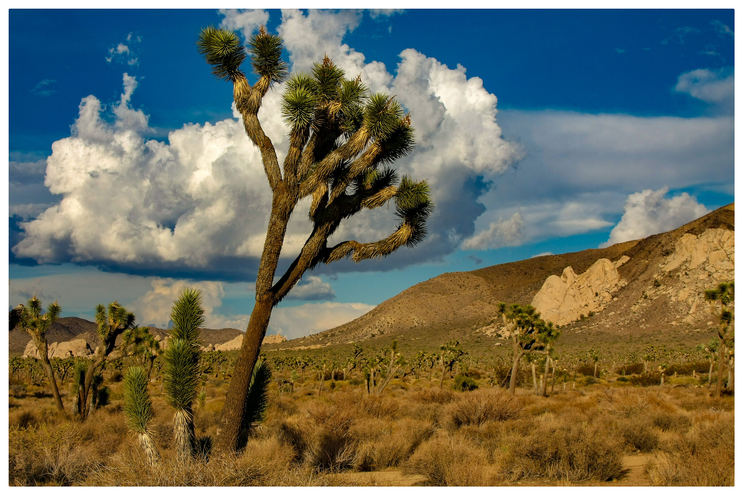 Joshua Tree n.p.