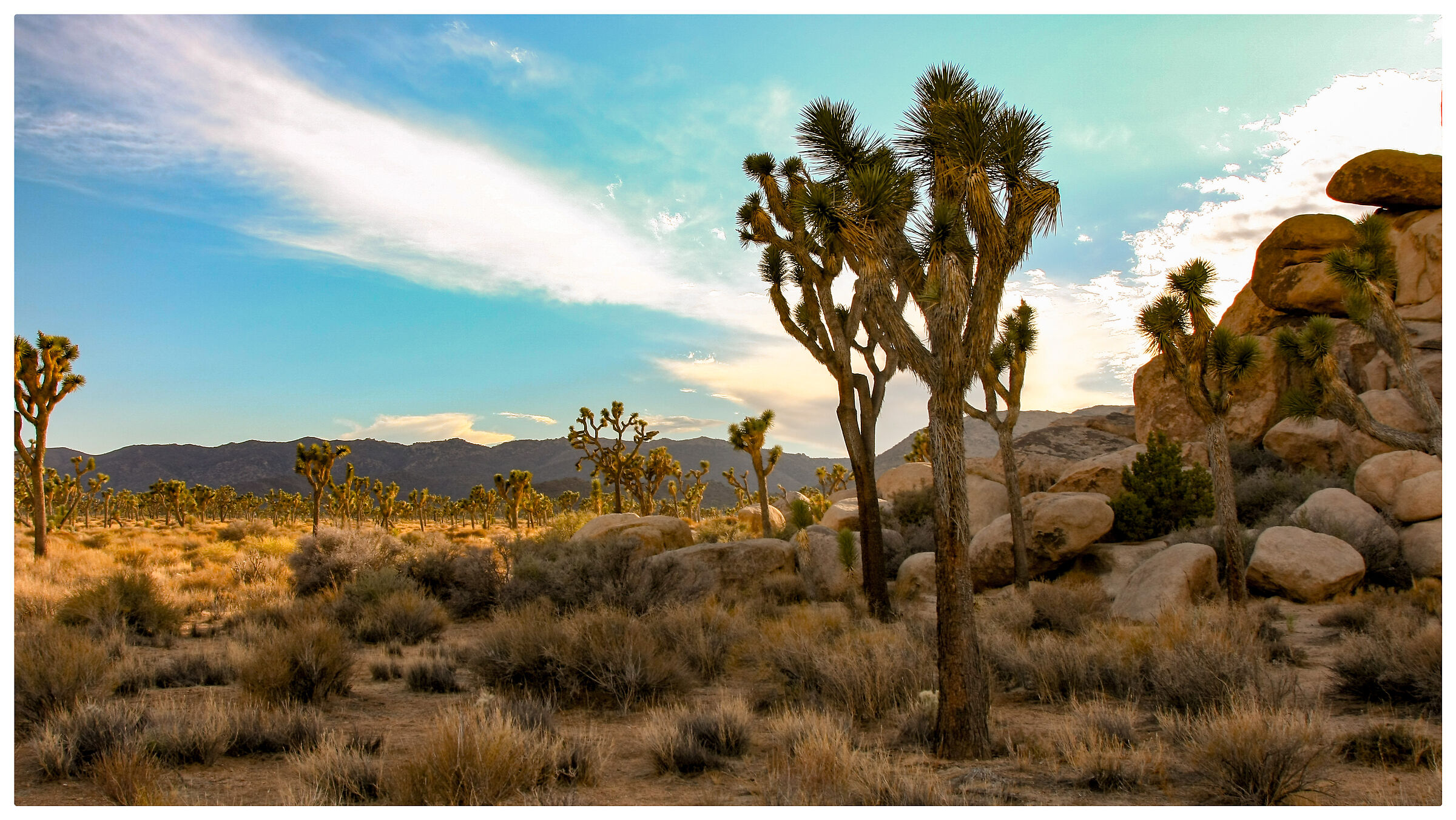 Joshua Tree n.p.
