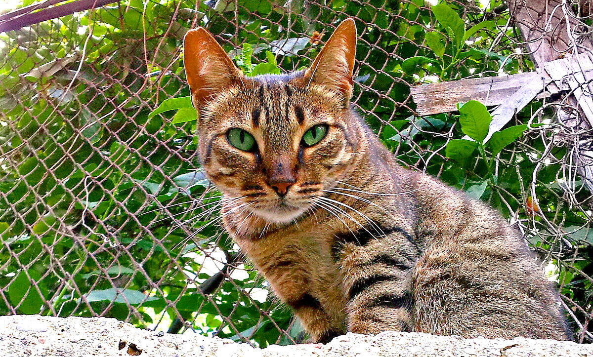 Domestic but not too much!