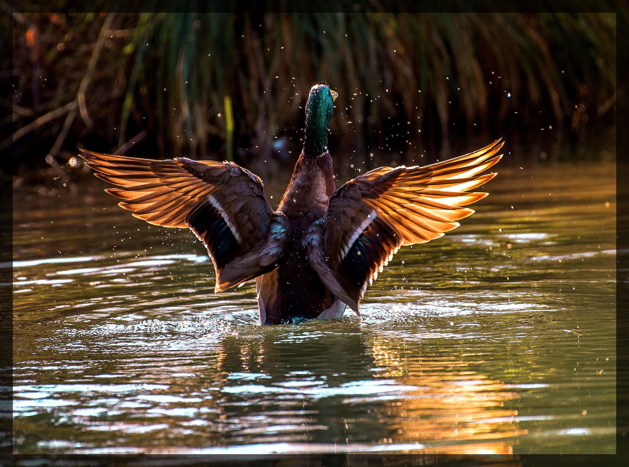Mallard