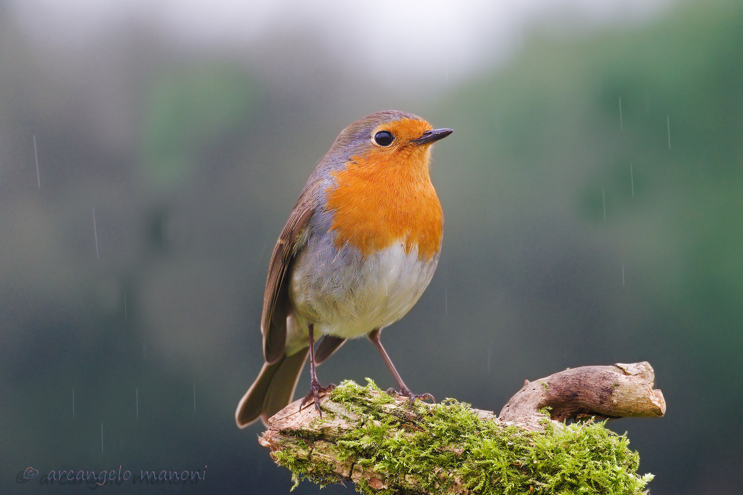 Pioggerellina su Robin