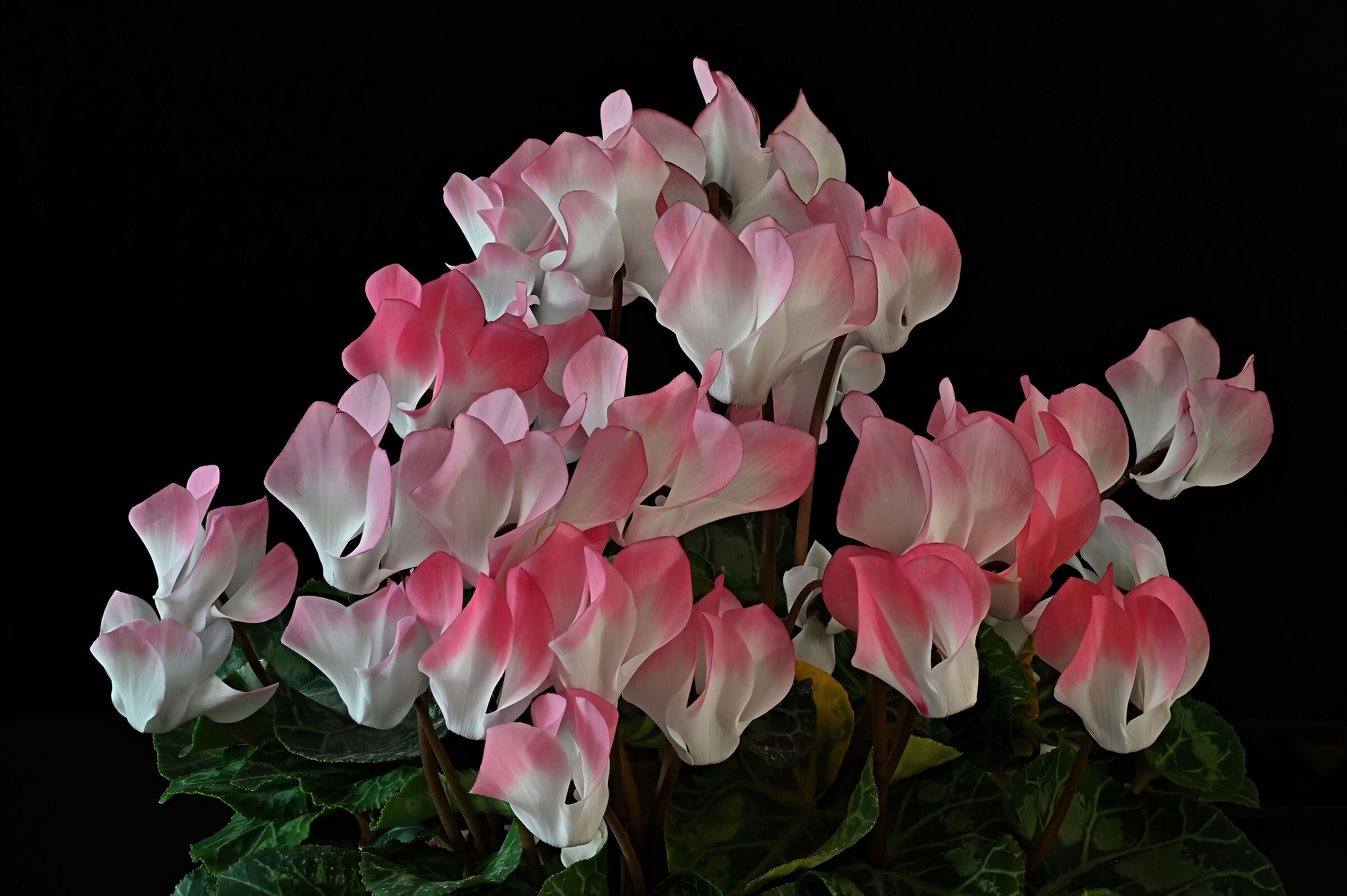 Cyclamen