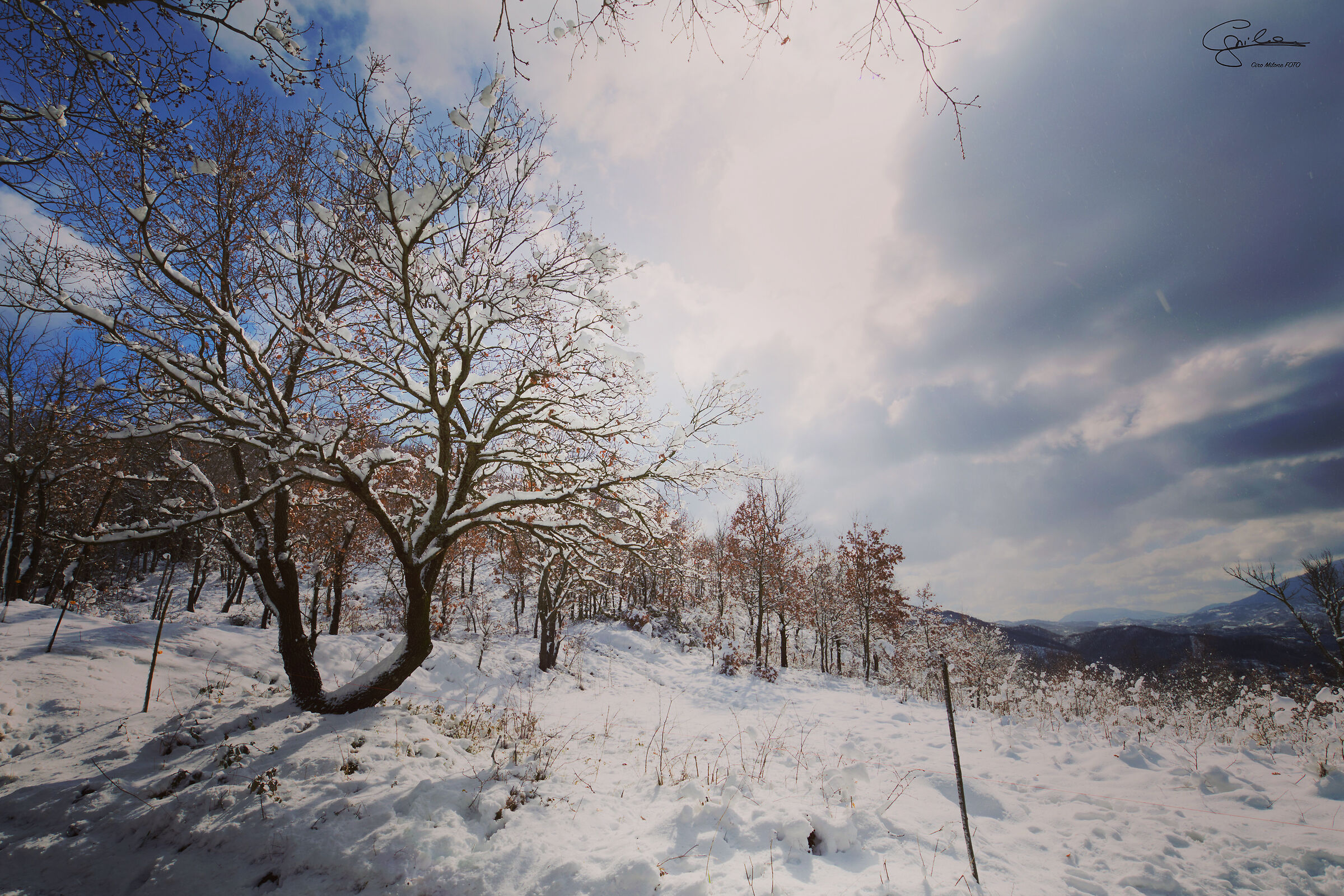 Bosco Sant'Angelo in Cupolo