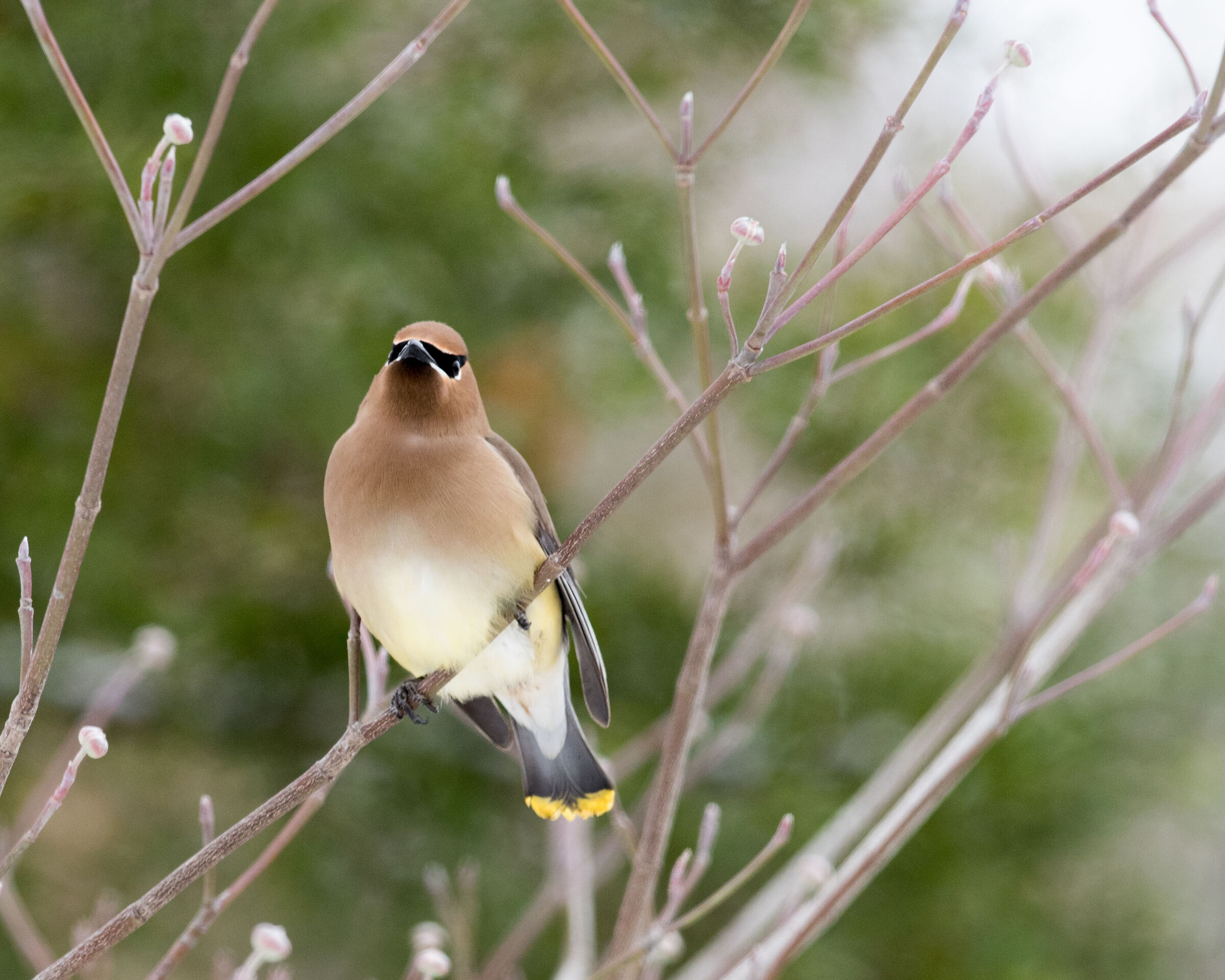 Cedar Waxwing