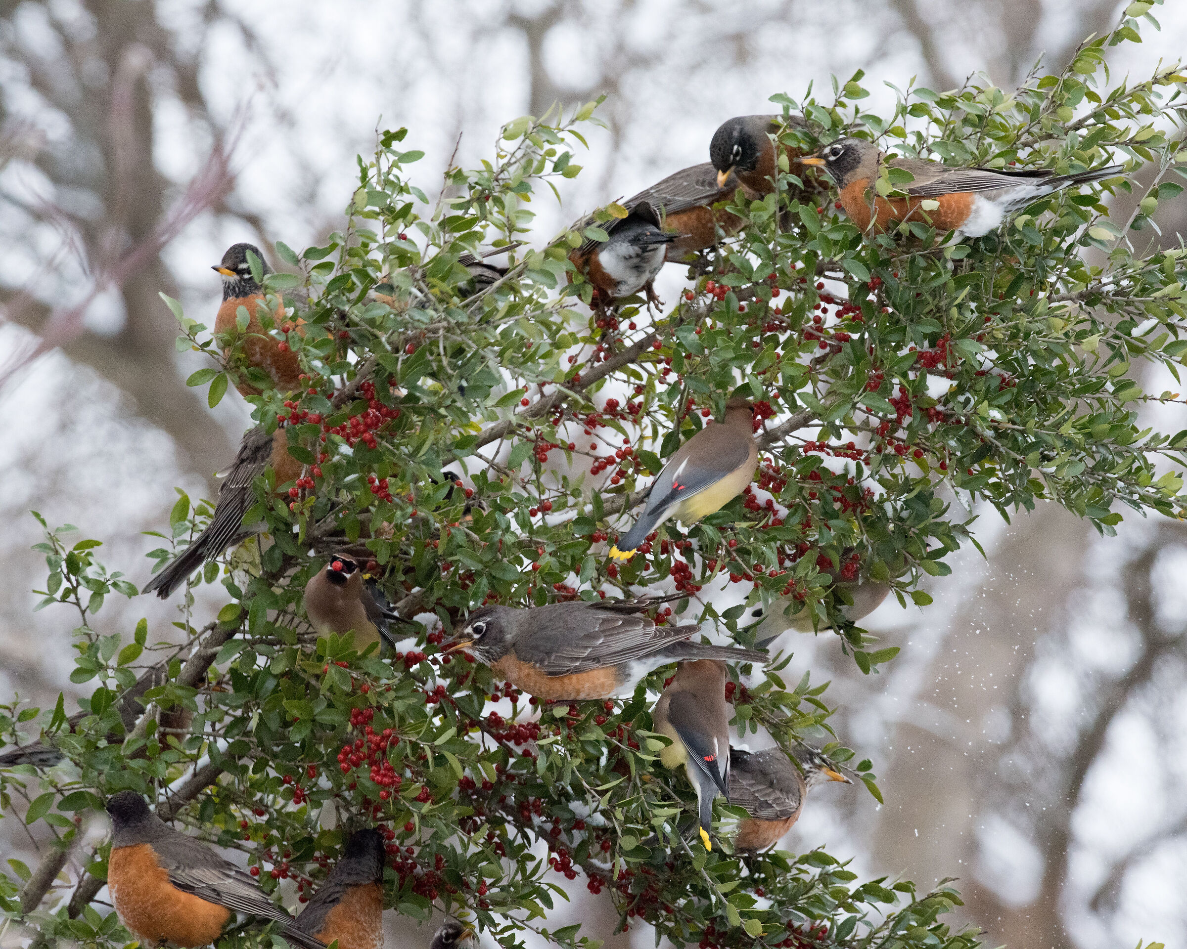 The start of stripping clean a Yaupon Holly