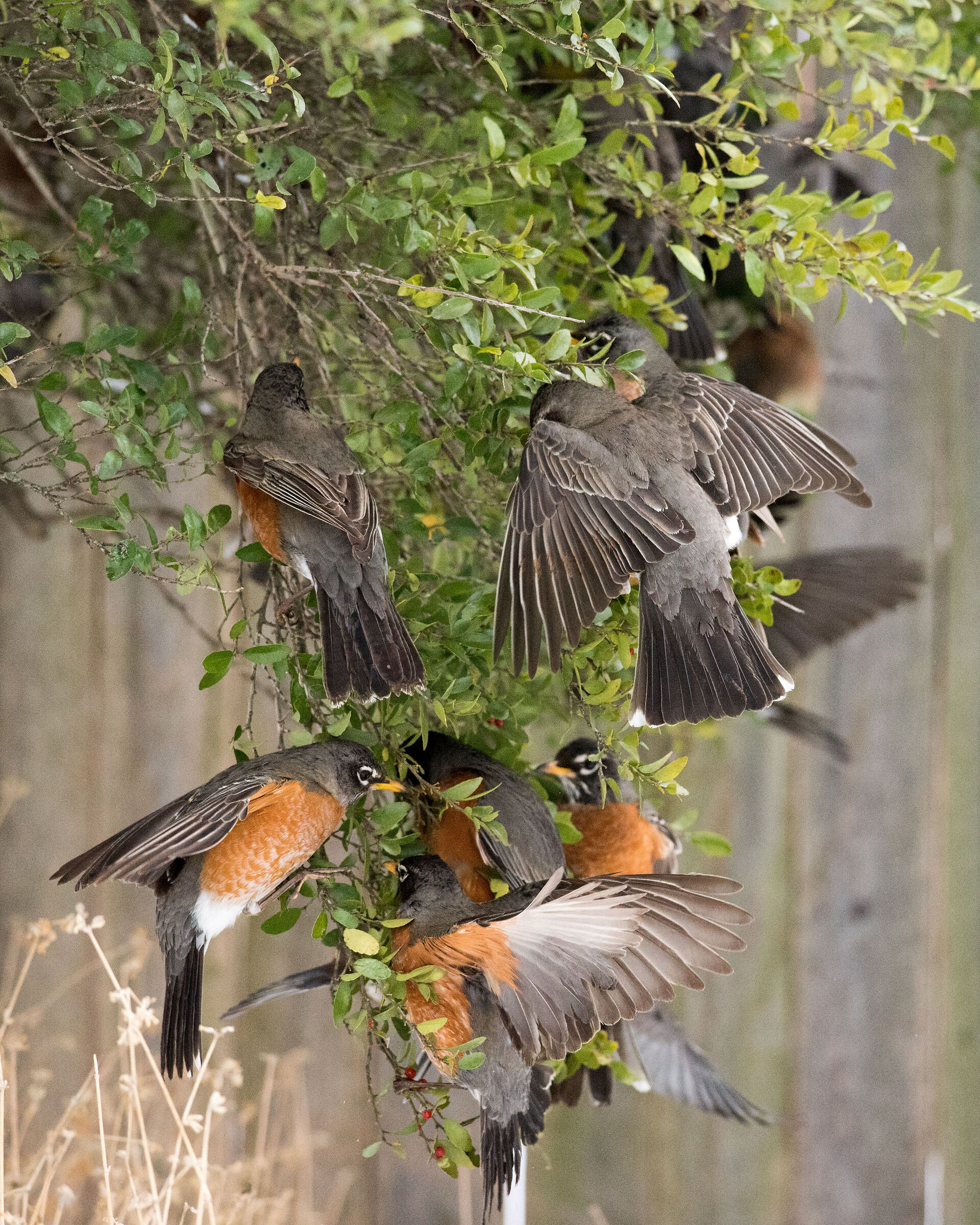 American Robins
